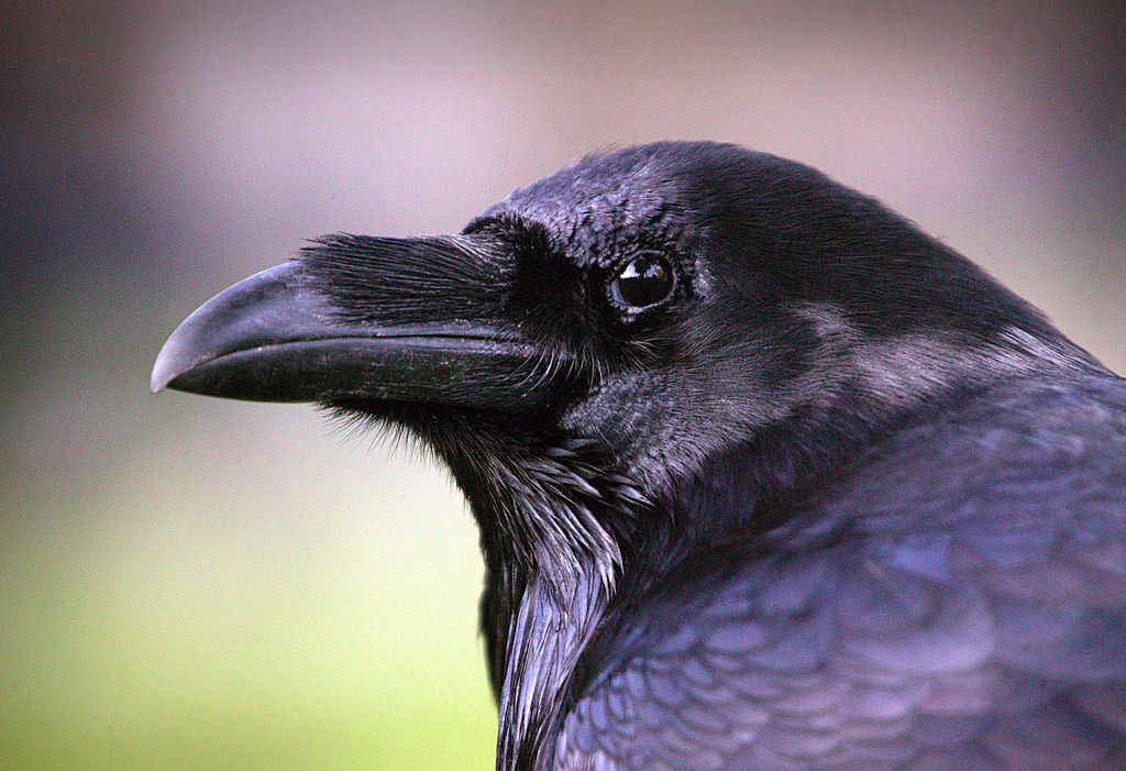 A raven is seen at the Tower of London, Thursday, October 20
