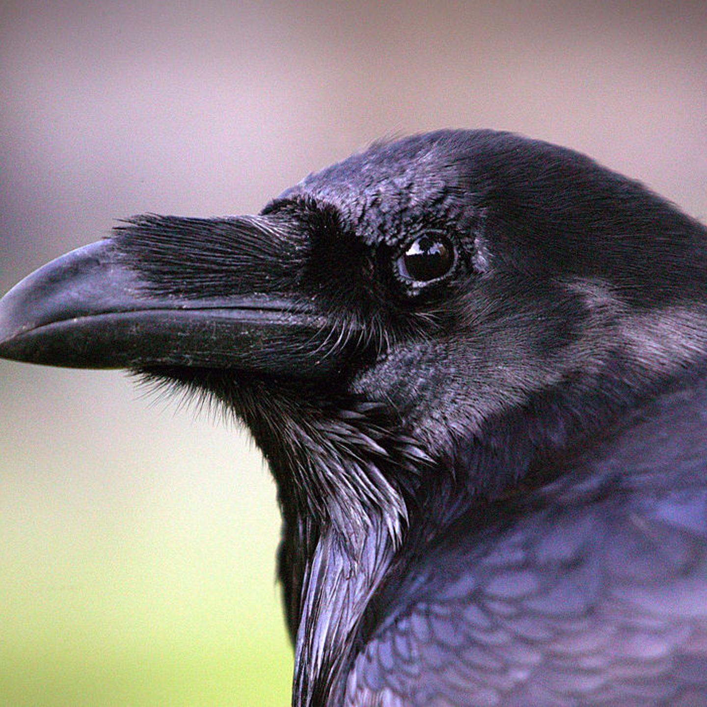 A raven is seen at the Tower of London, Thursday, October 20