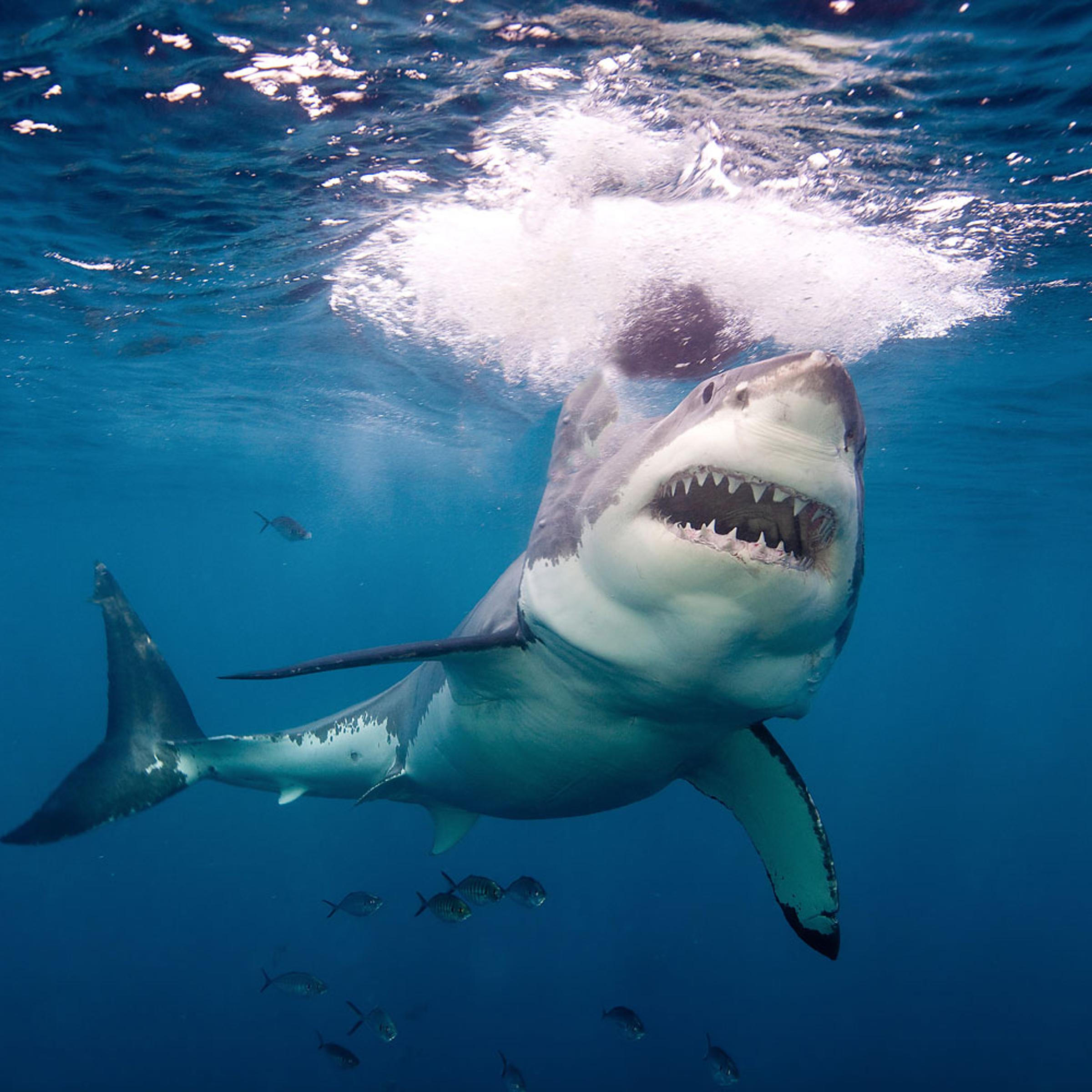 Great White Shark
