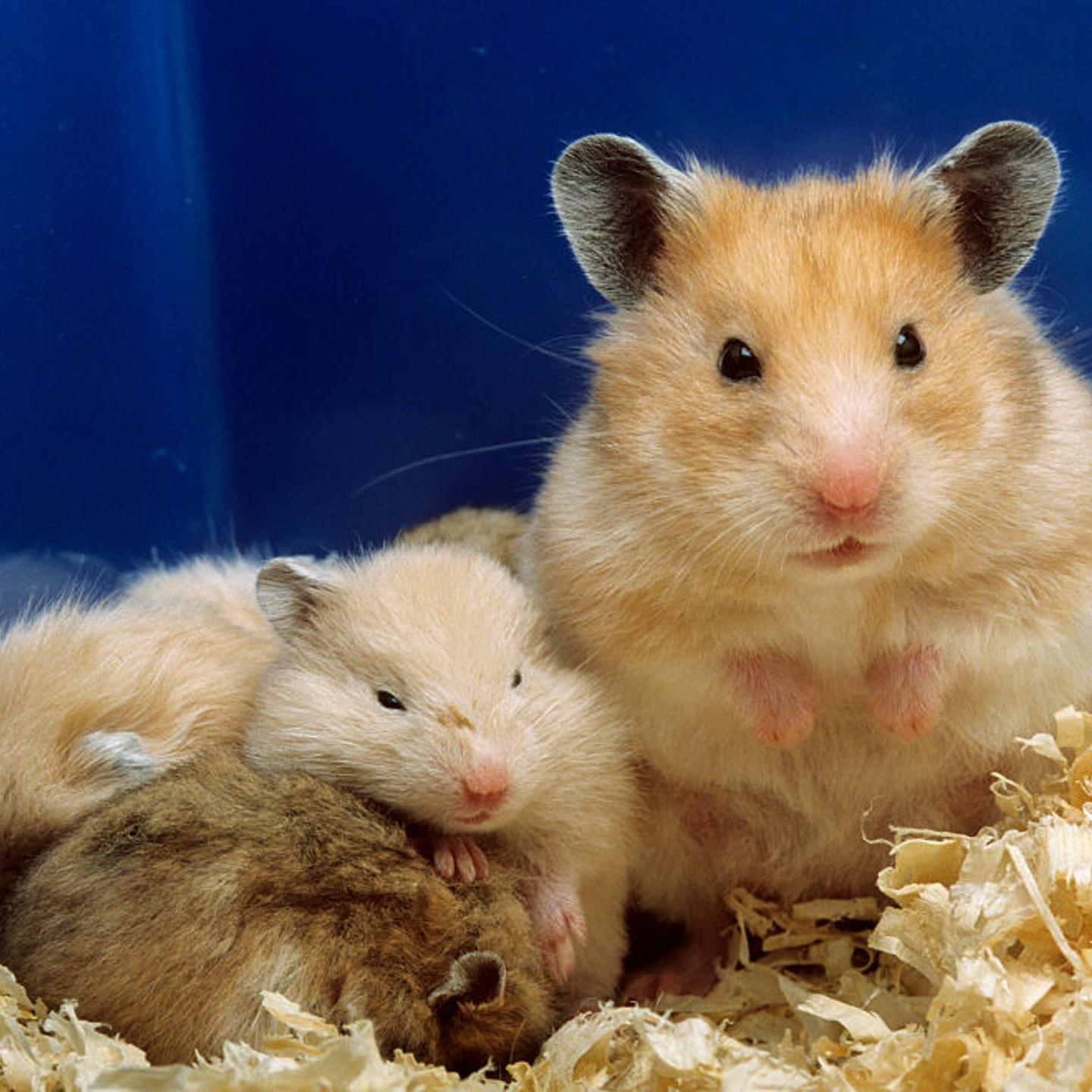 golden-hamster