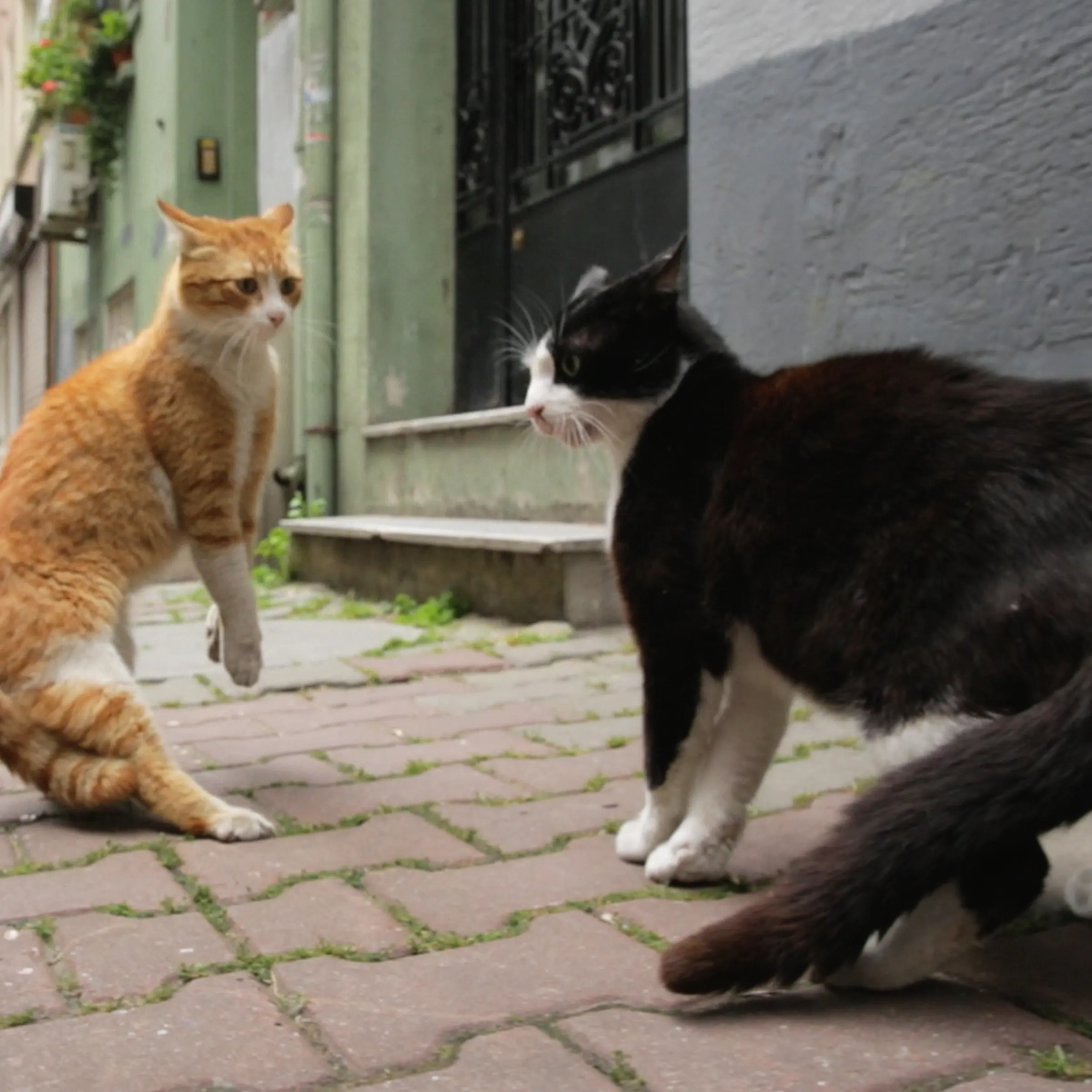 Kedi