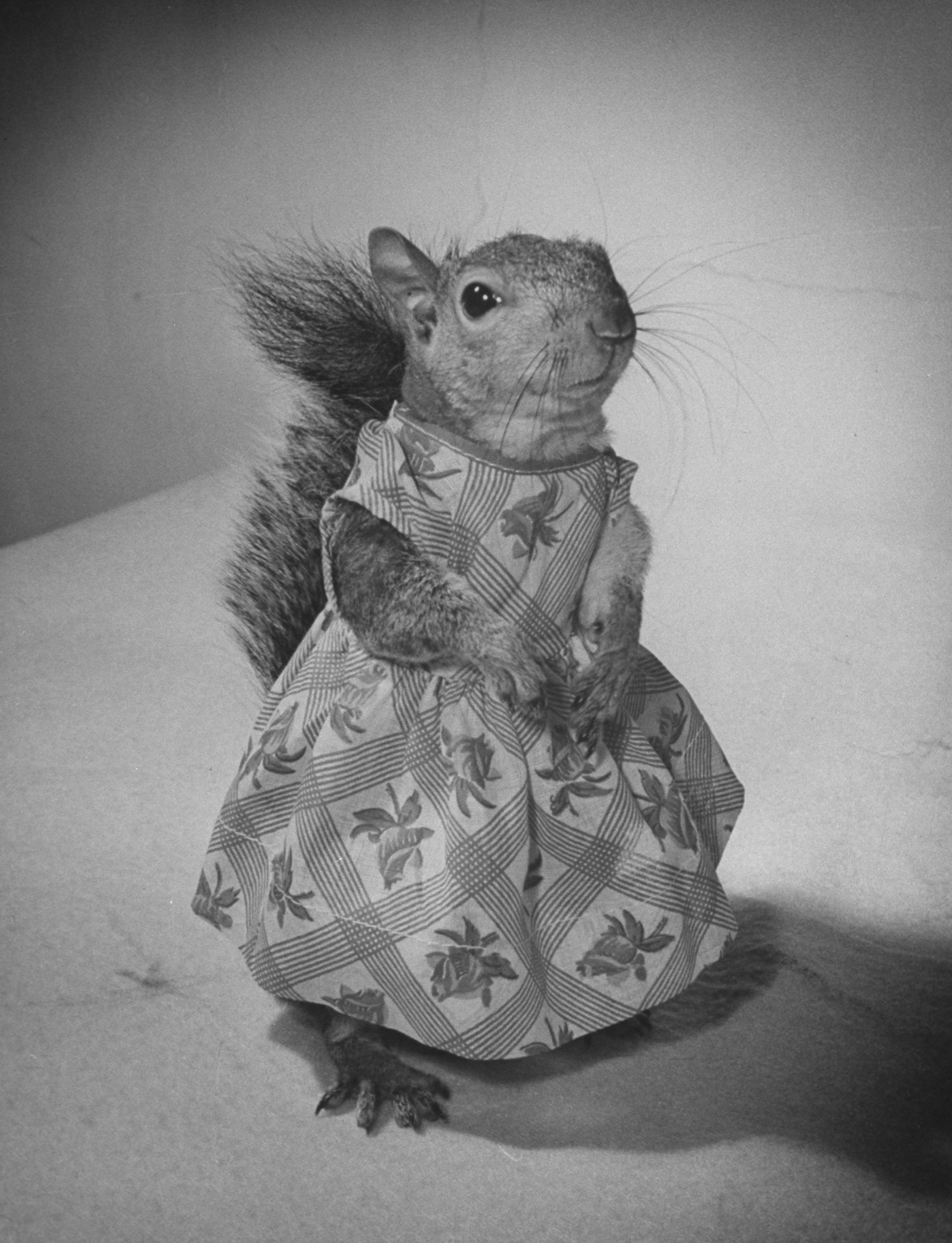 A Squirrel's Guide to Fashion
