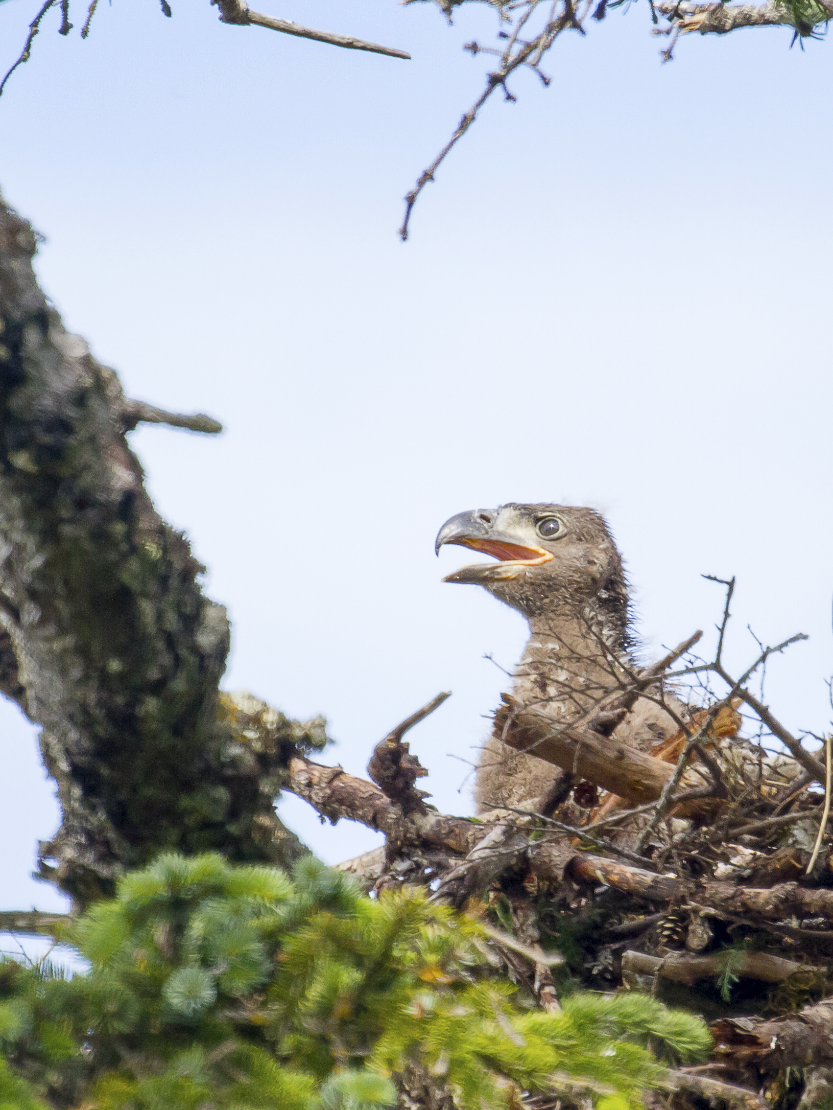 Travel Tips: These Are the Best Places to See Baby Animals