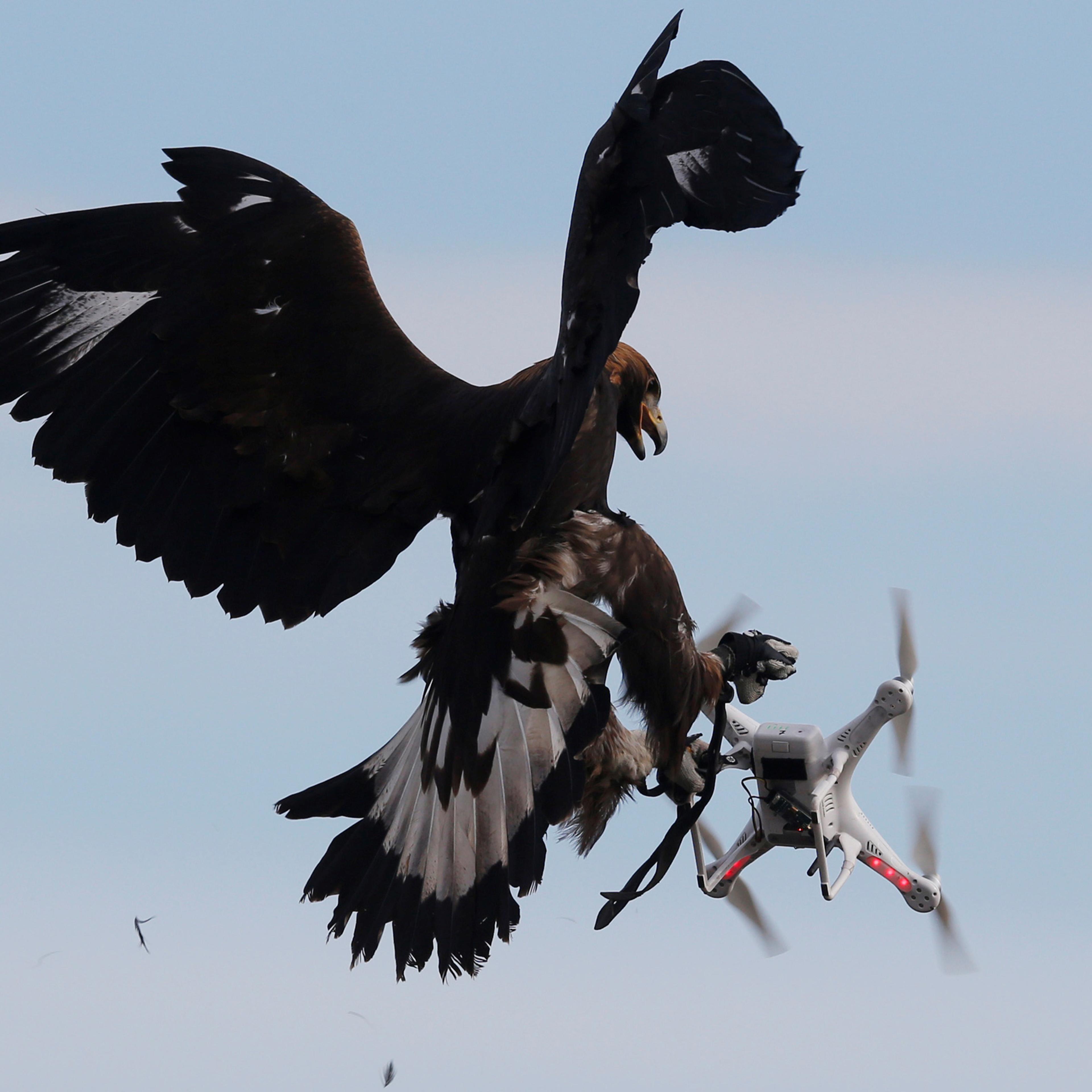 A golden eagle grabs a drone during a military training exercise at Mont de Marsan French Air Force base