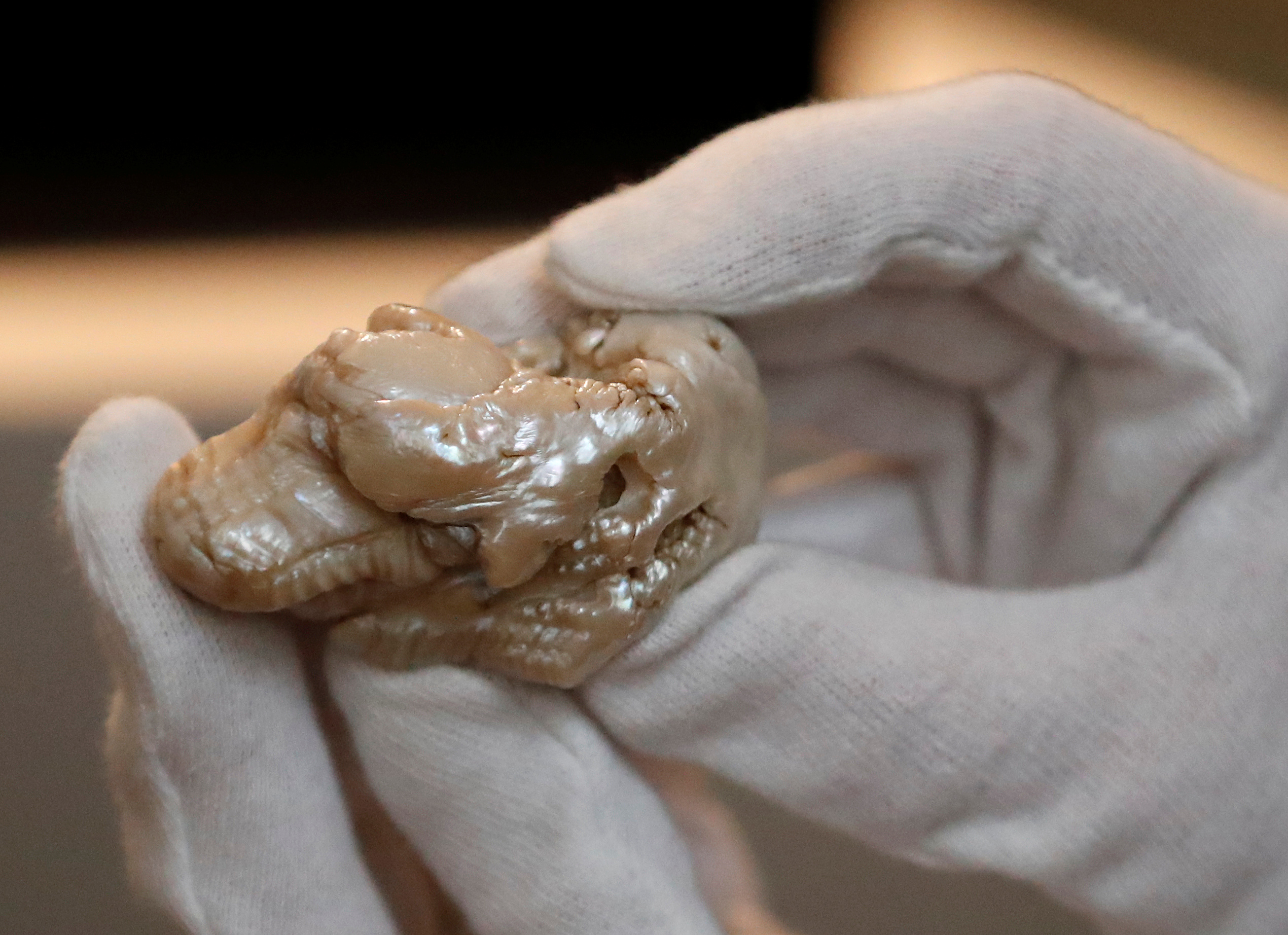 The Sleeping Lion Pearl, believed to be the world's largest freshwater pearl, is displayed before being auctioned in the Hague