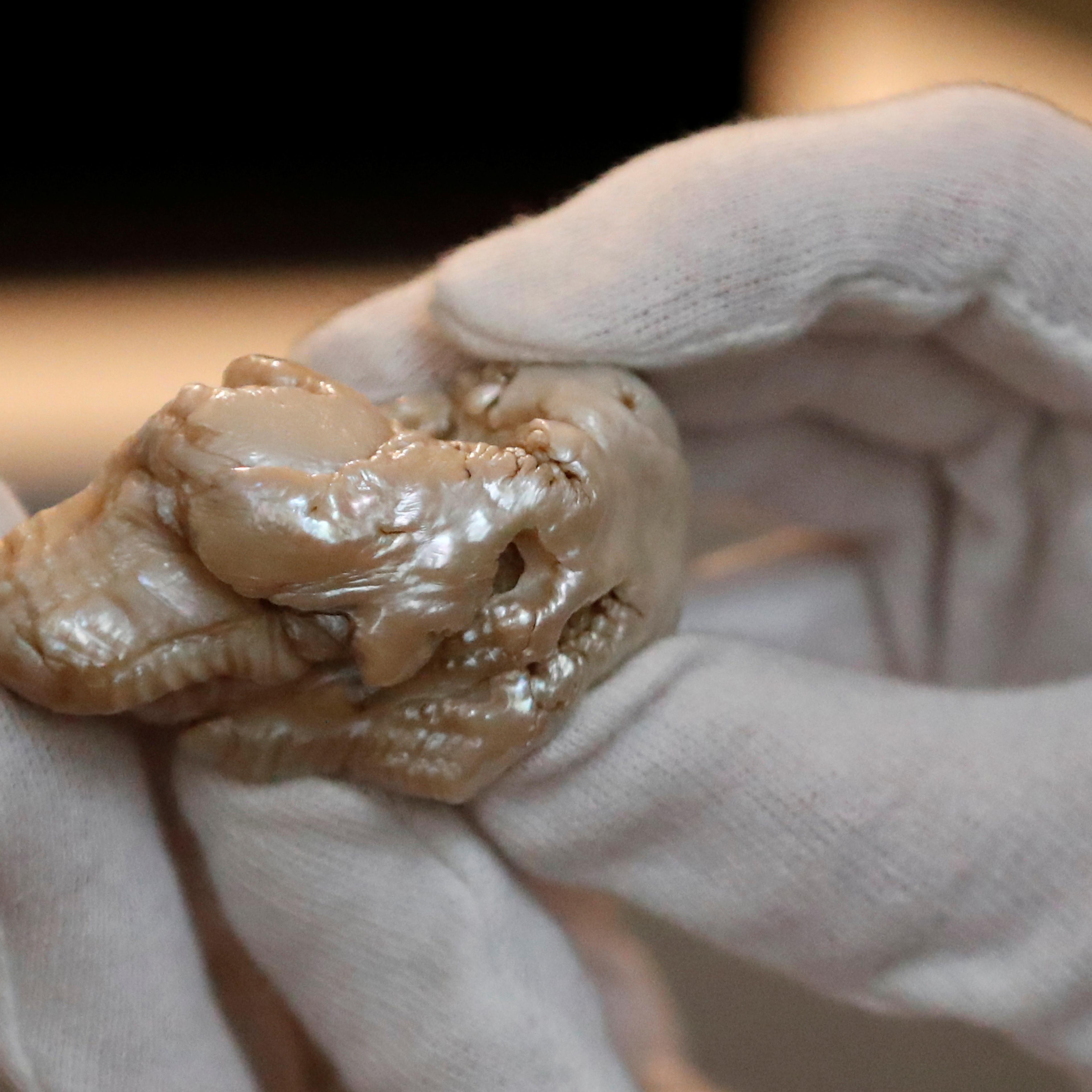 The Sleeping Lion Pearl, believed to be the world's largest freshwater pearl, is displayed before being auctioned in the Hague
