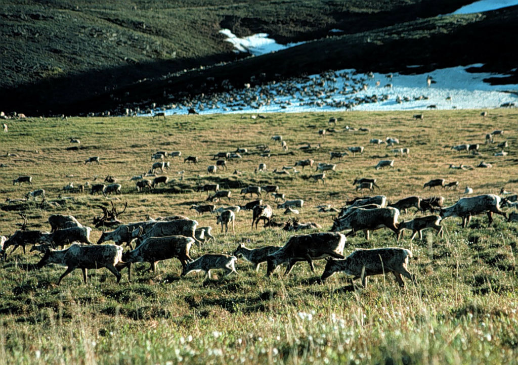 Arctic National Wildlife Refuge
