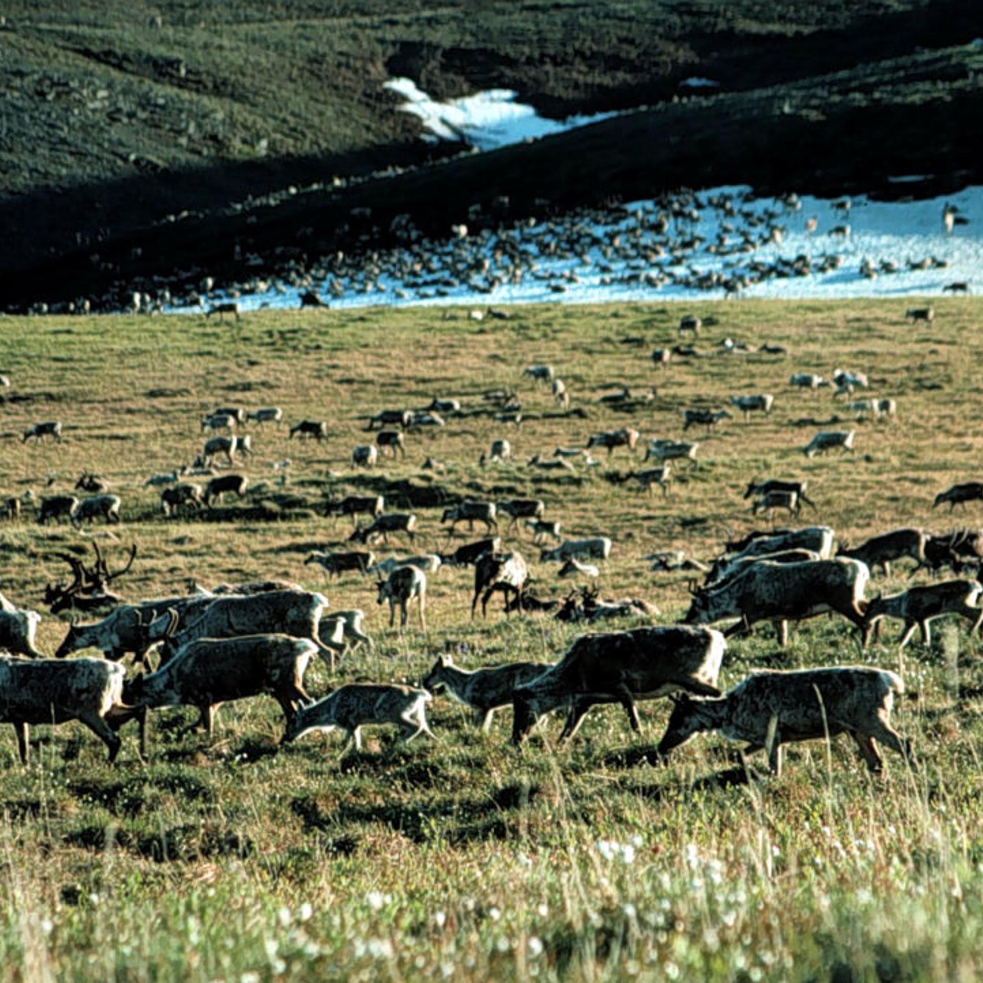 Arctic National Wildlife Refuge