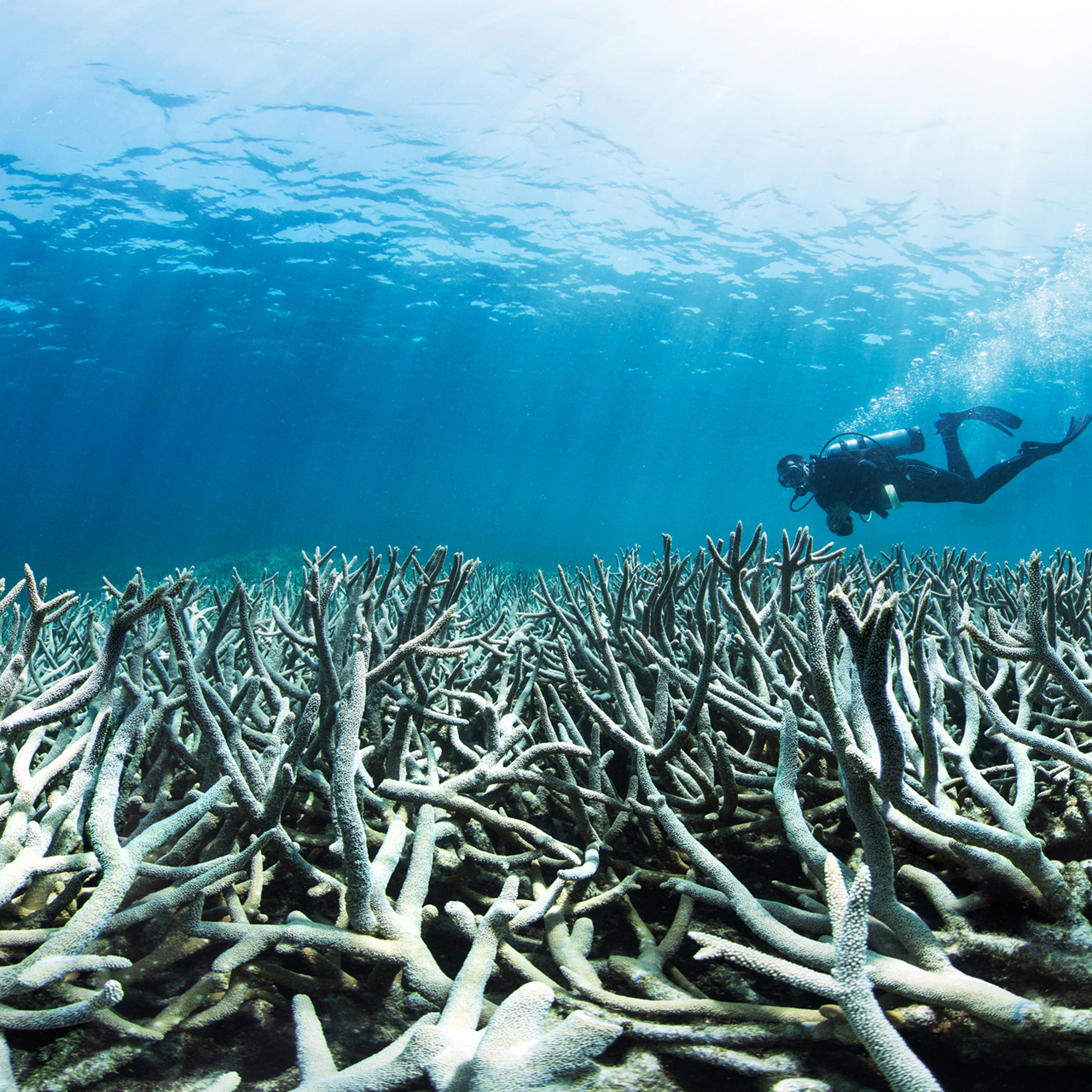 Warm water temperatures have bleached coral off the Australian coast