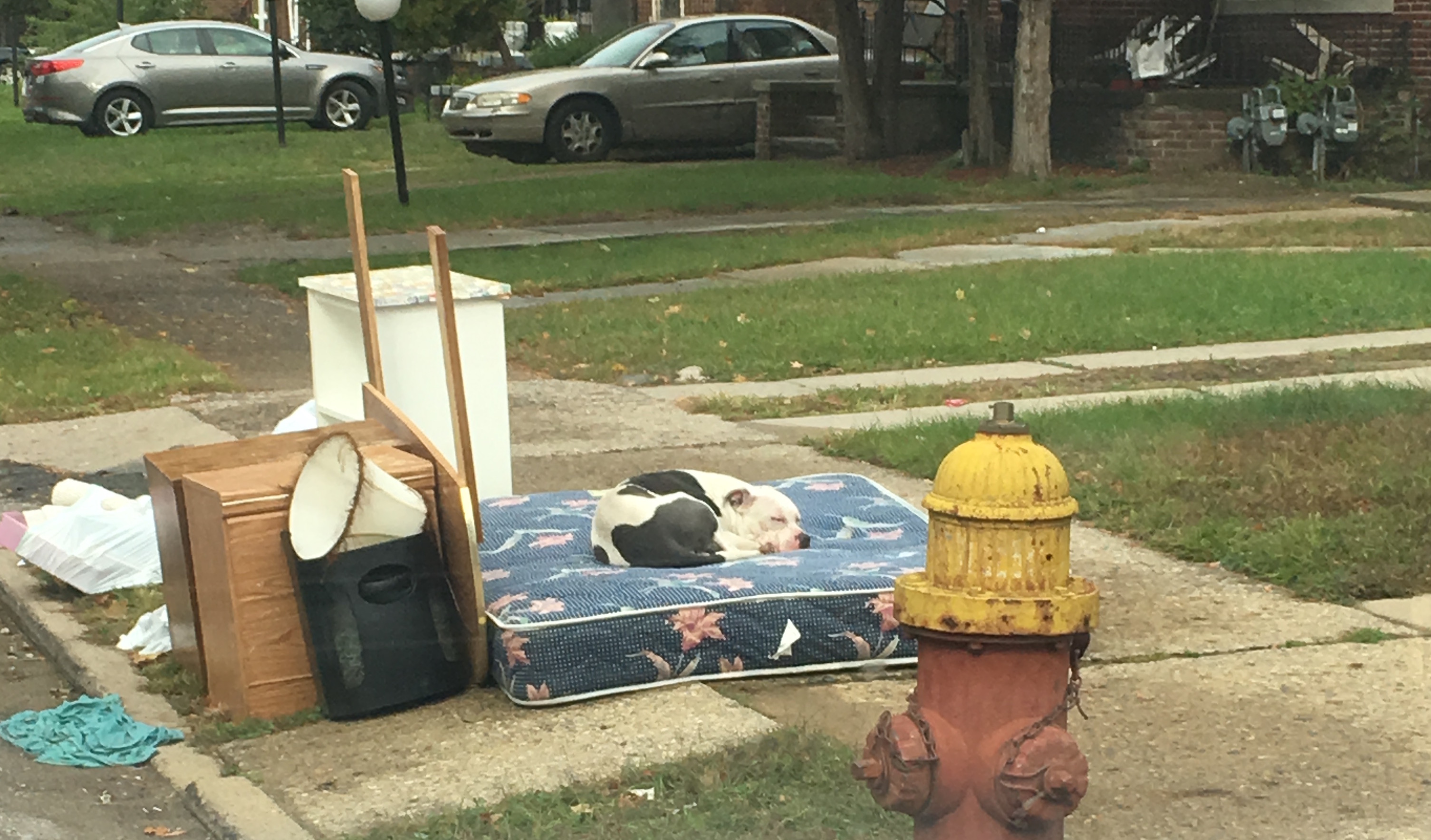 Boo the dog sits on a mattress outside the home where his owners abandoned him. He was rescued earlier this month by Dustin Oliver of the Detroit Youth and Dog Rescue.
