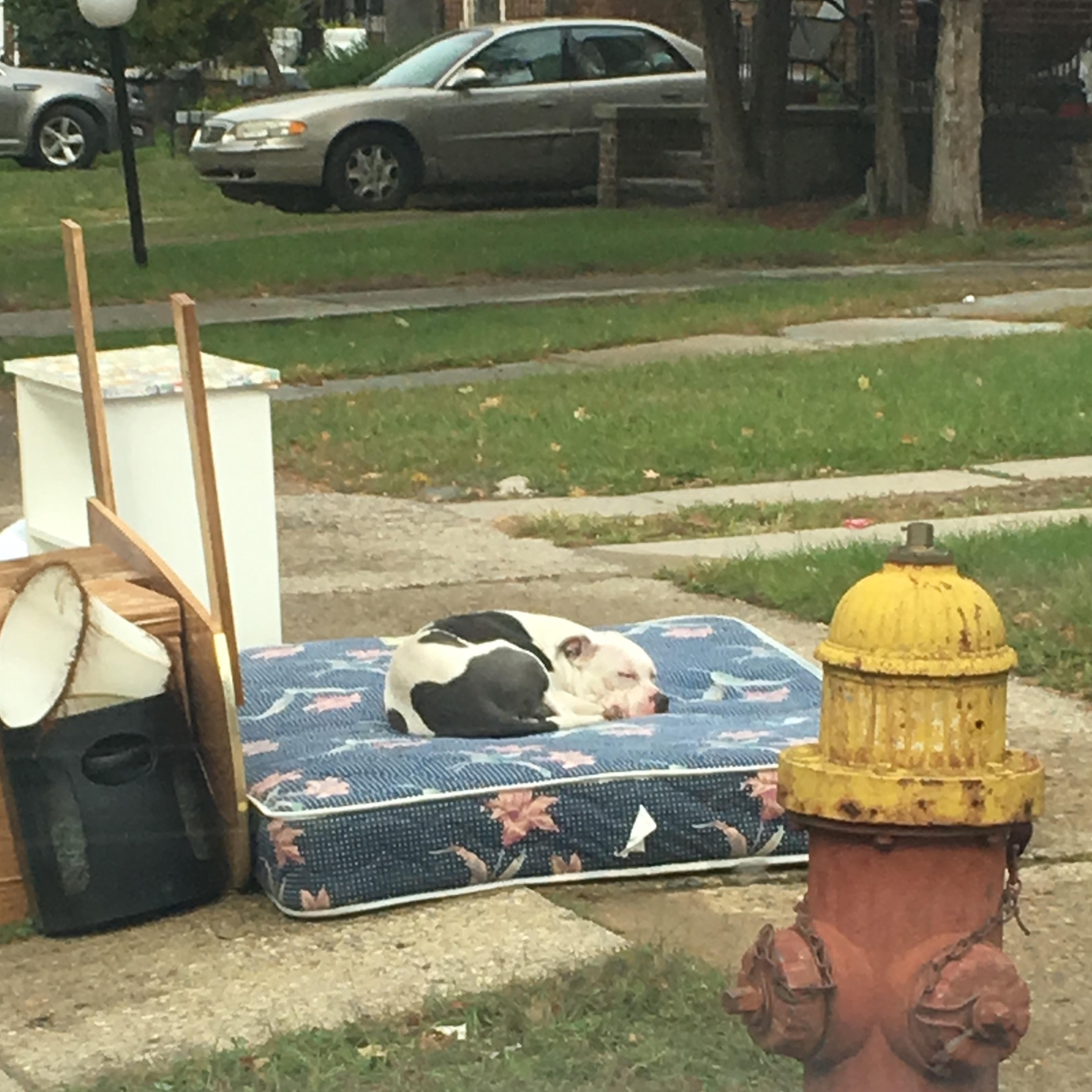 Boo the dog sits on a mattress outside the home where his owners abandoned him. He was rescued earlier this month by Dustin Oliver of the Detroit Youth and Dog Rescue.