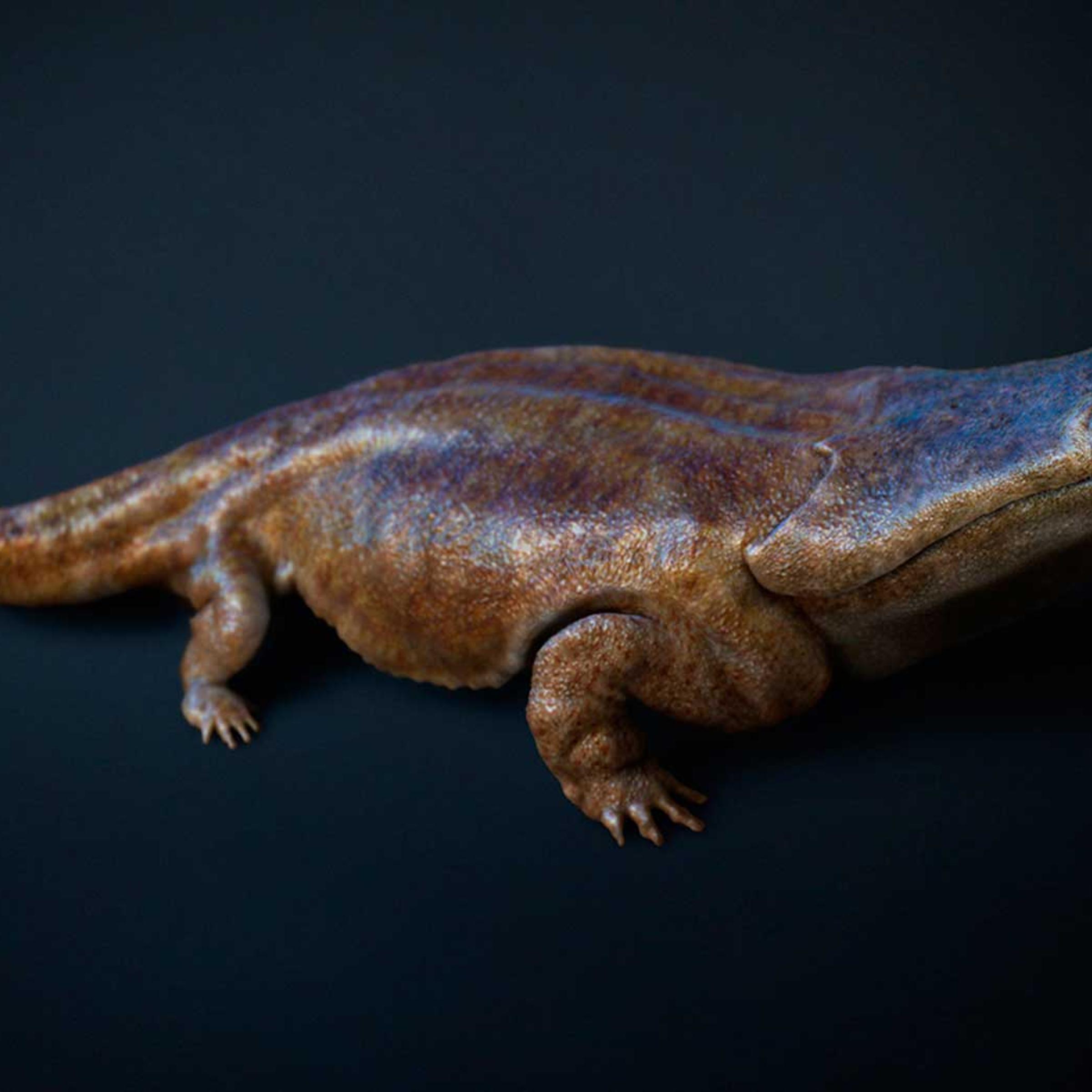 An artist's rendition of a previously unknown species of crocodile-like "super salamander" that roamed the Earth more than 200 million years ago. Image, made available by the University of Edinburgh on Tuesday March 24, 2015.