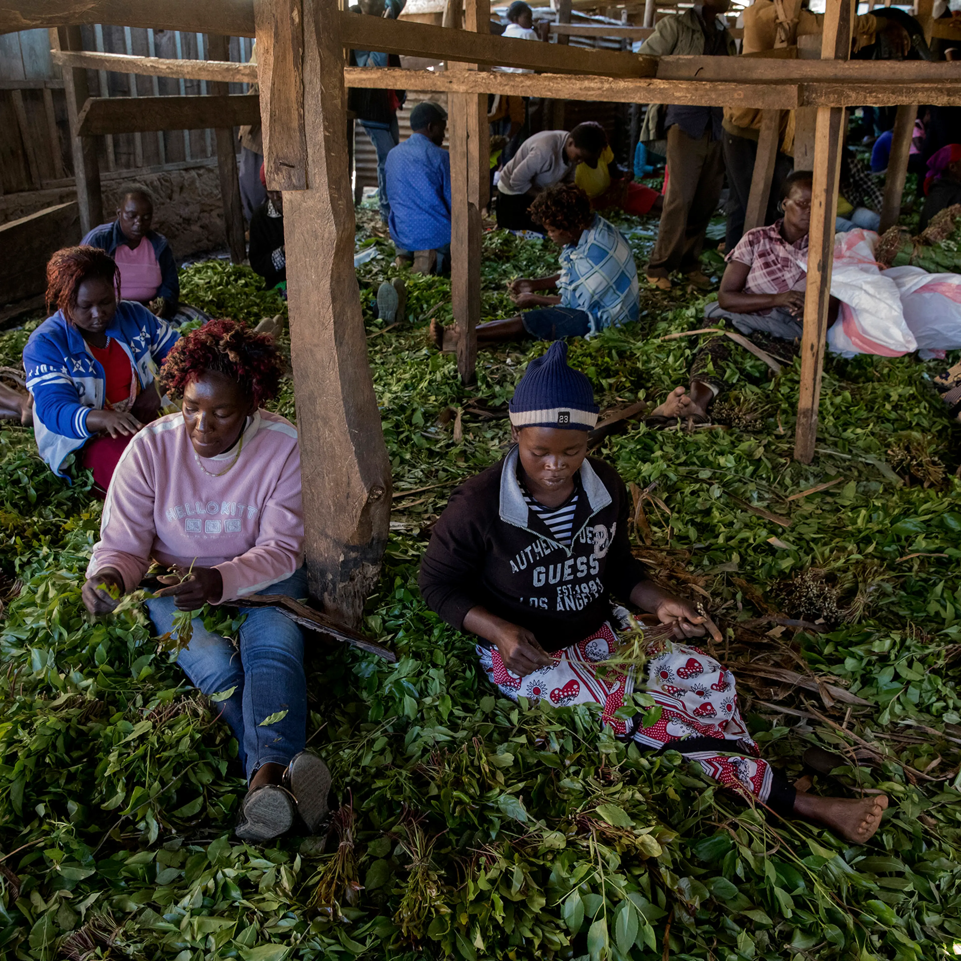 Khat leaves