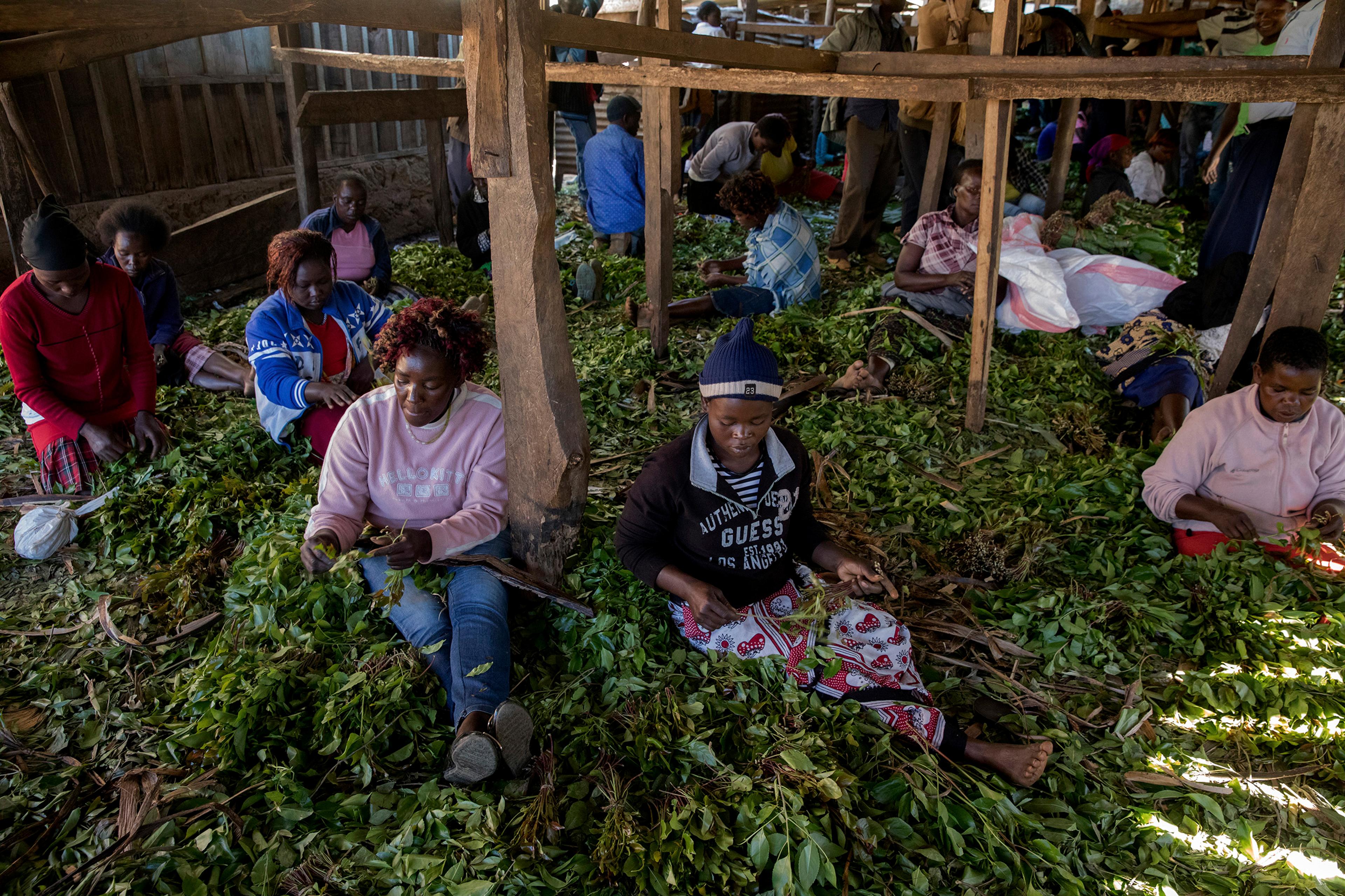 Khat leaves