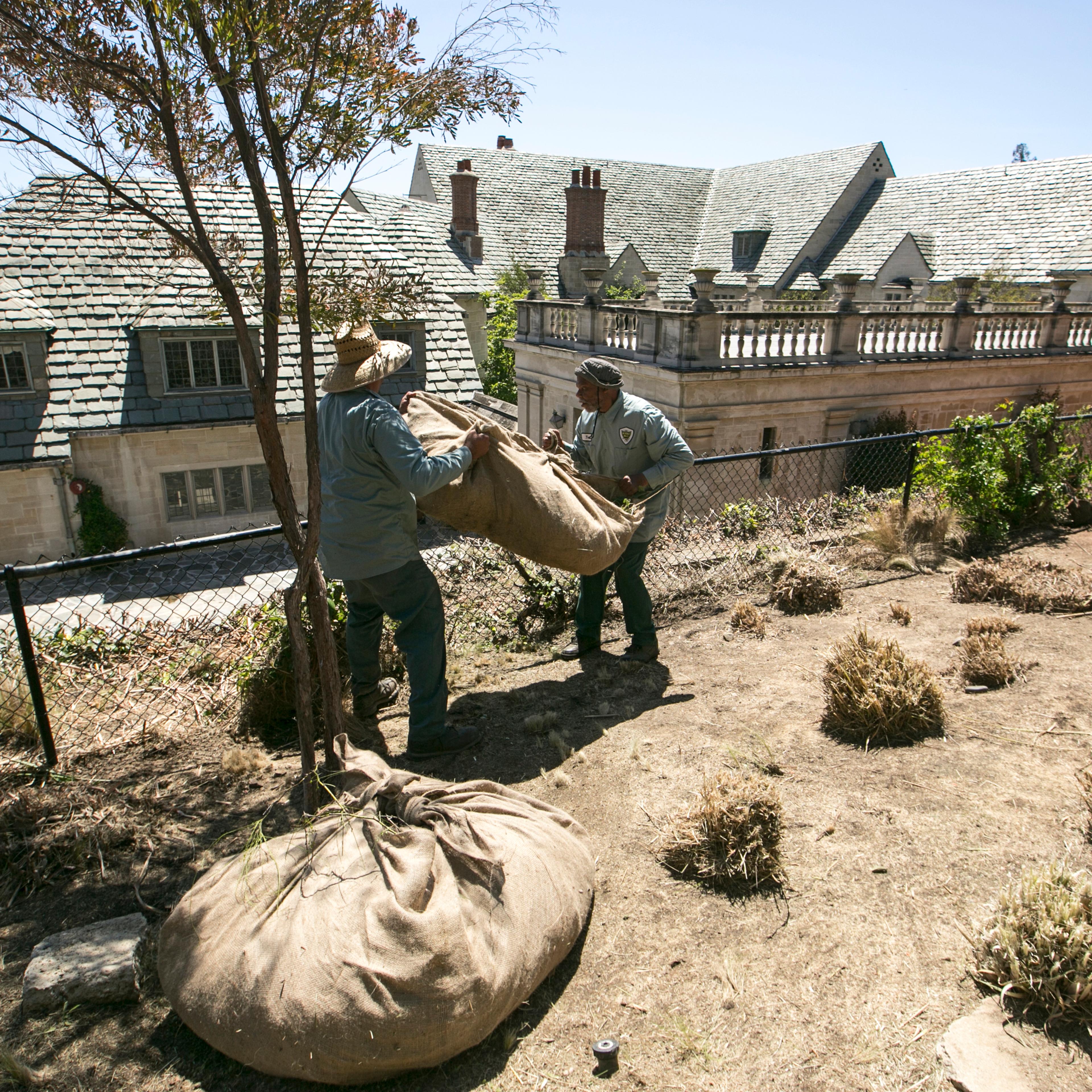 Gardeners remove grass plants trimmed ahead of planned watering reductions in Beverly Hills, Calif. on April 8, 2015.