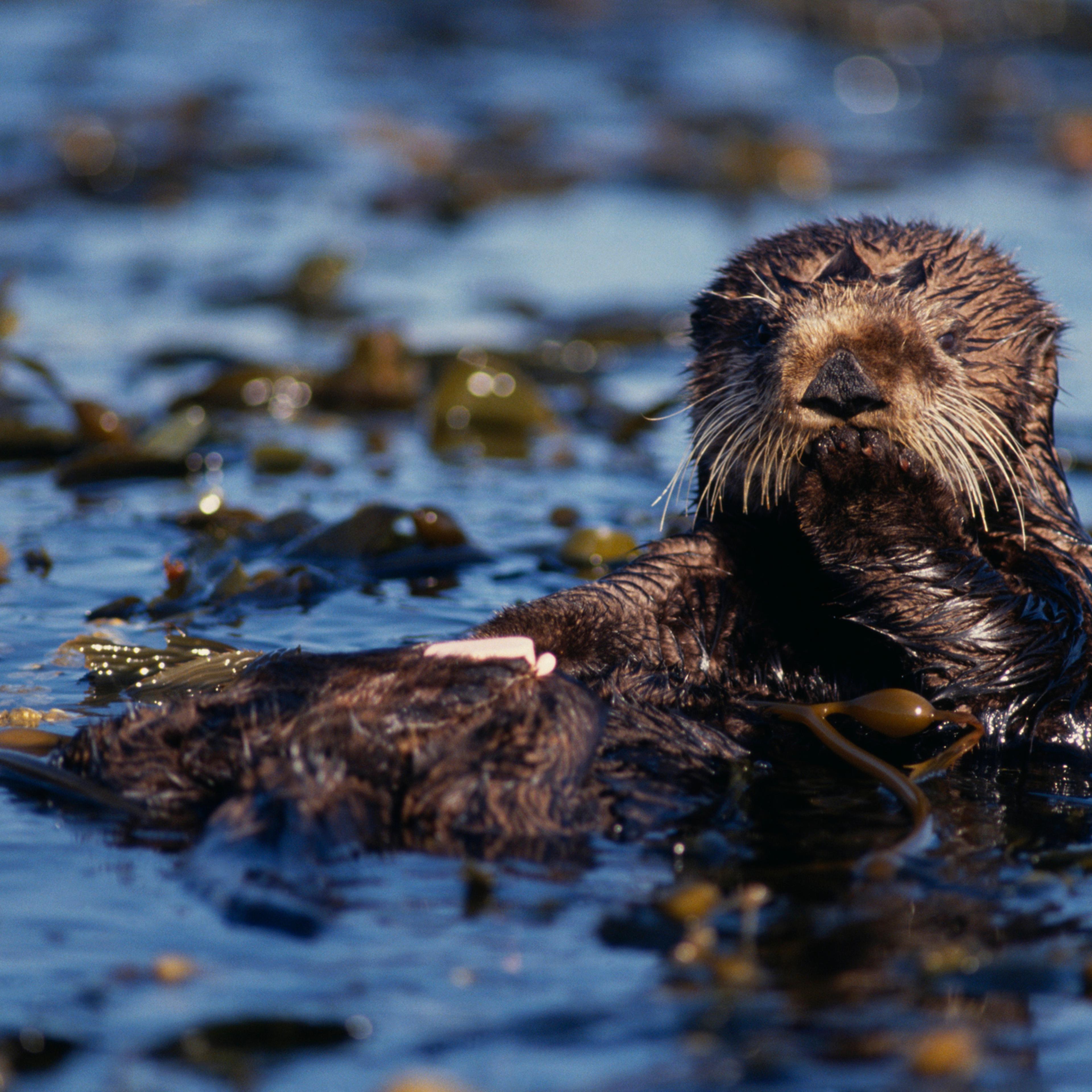 Sea otter floating in kelp