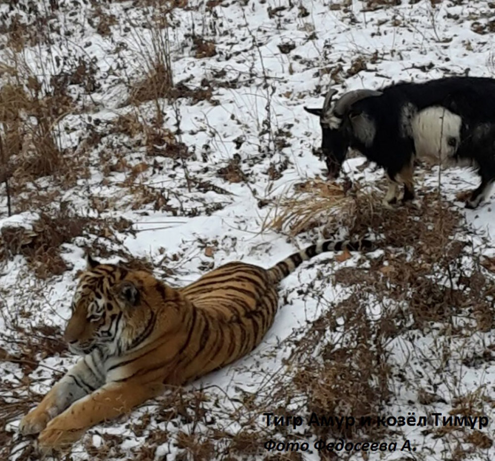 Amur the tiger and Timur the goat at Russia's Primorsky Safari Park.
