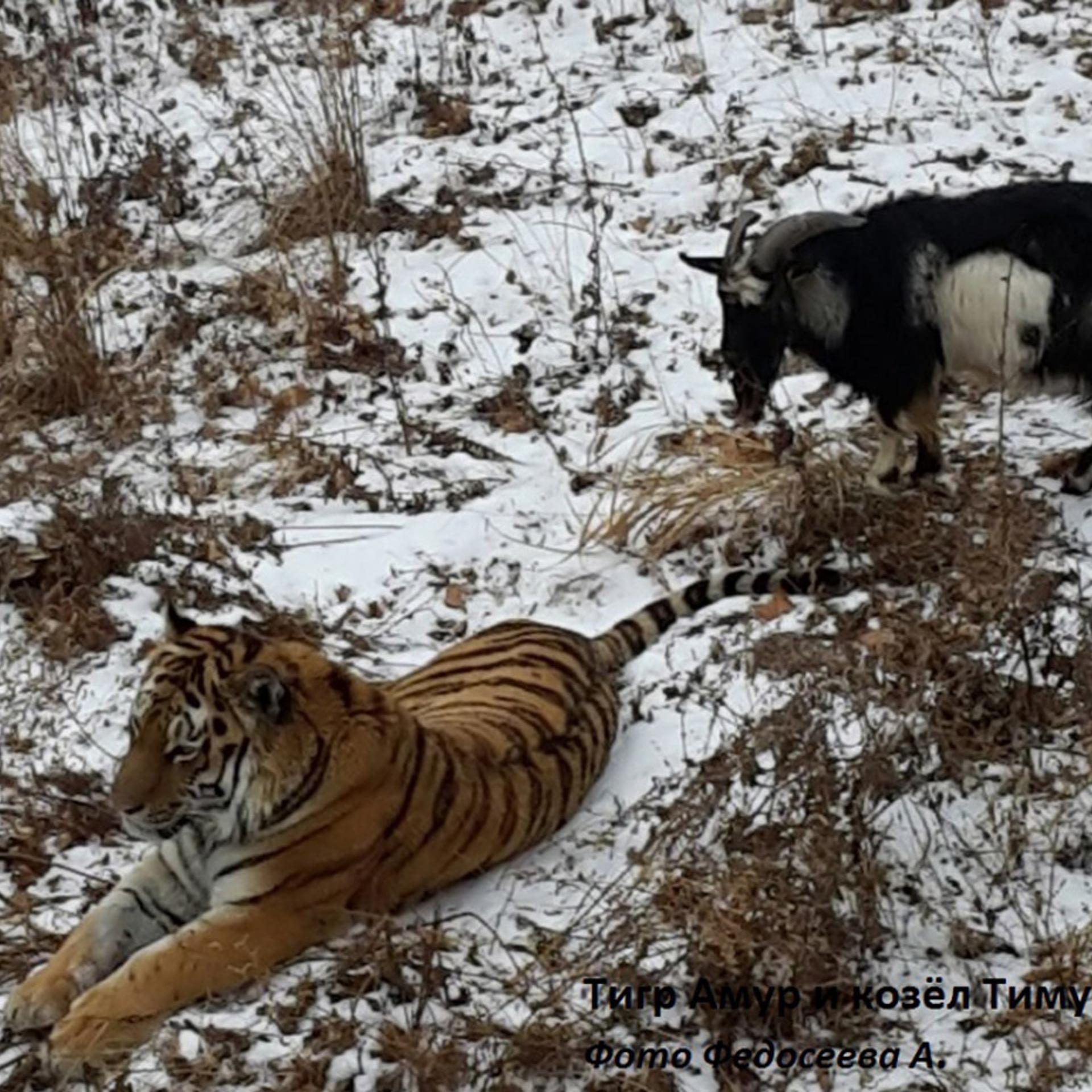 Amur the tiger and Timur the goat at Russia's Primorsky Safari Park.
