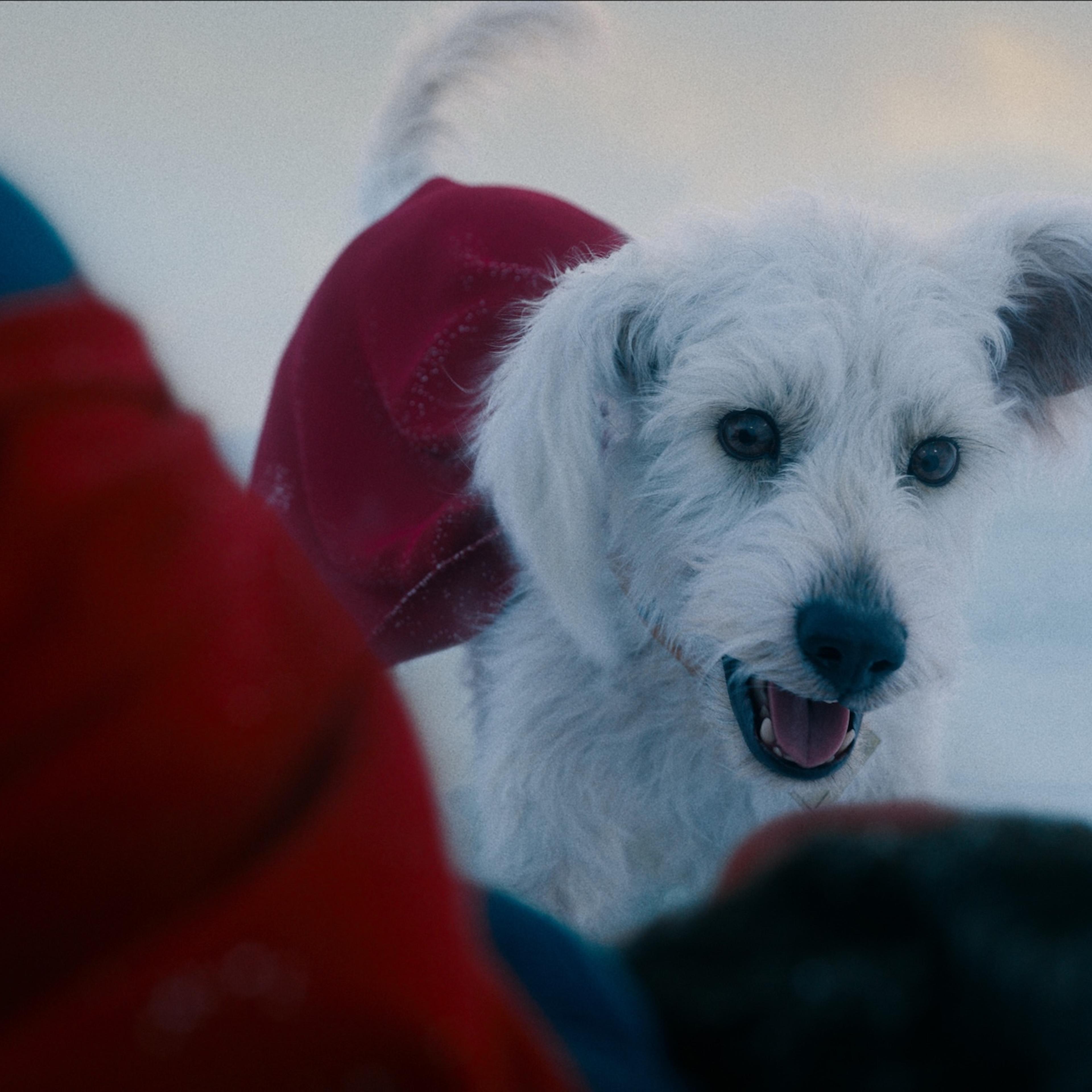 Krypto the super-dog in Superman