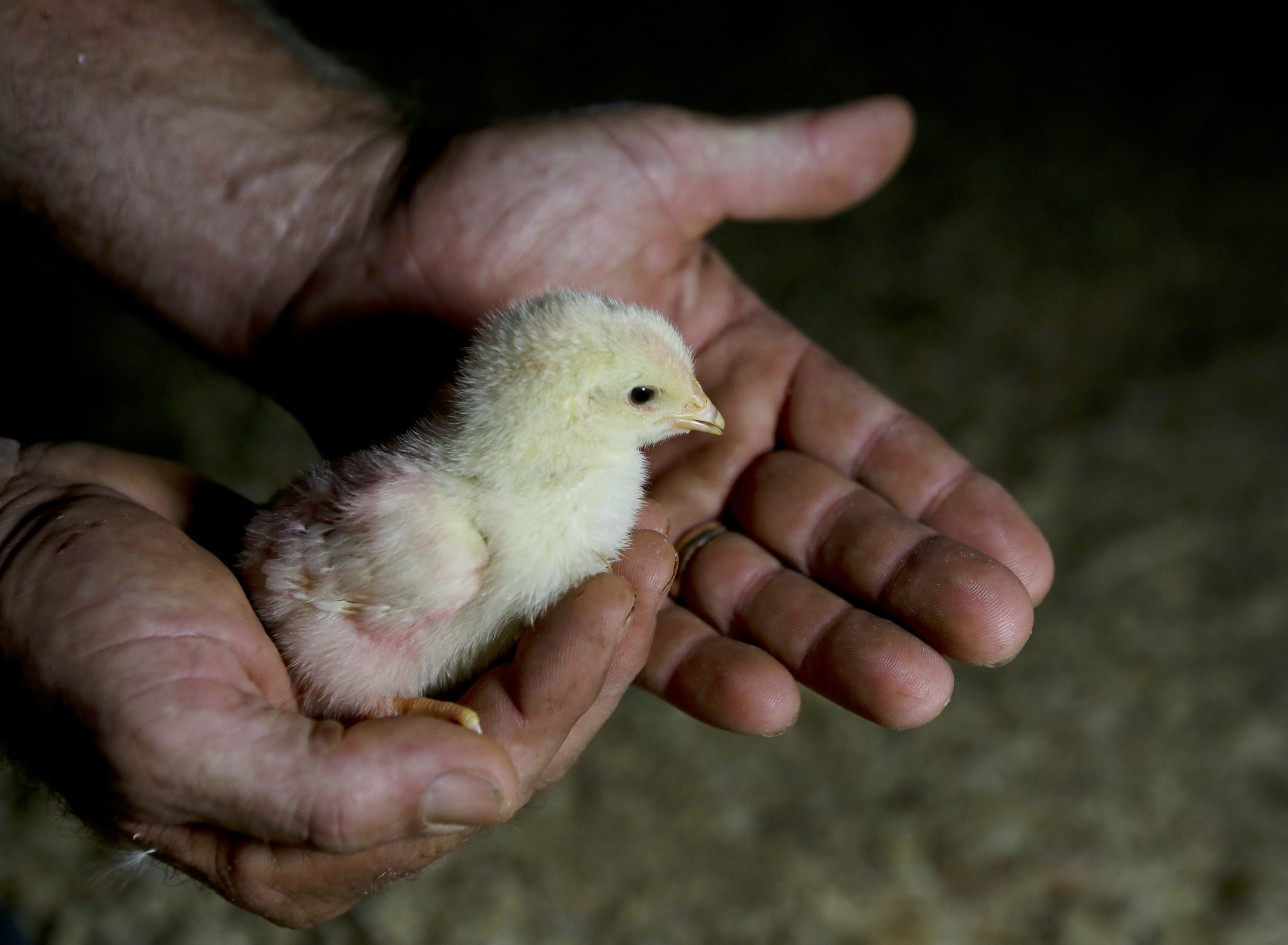 Chicken houses could offer stability for Southside farmers