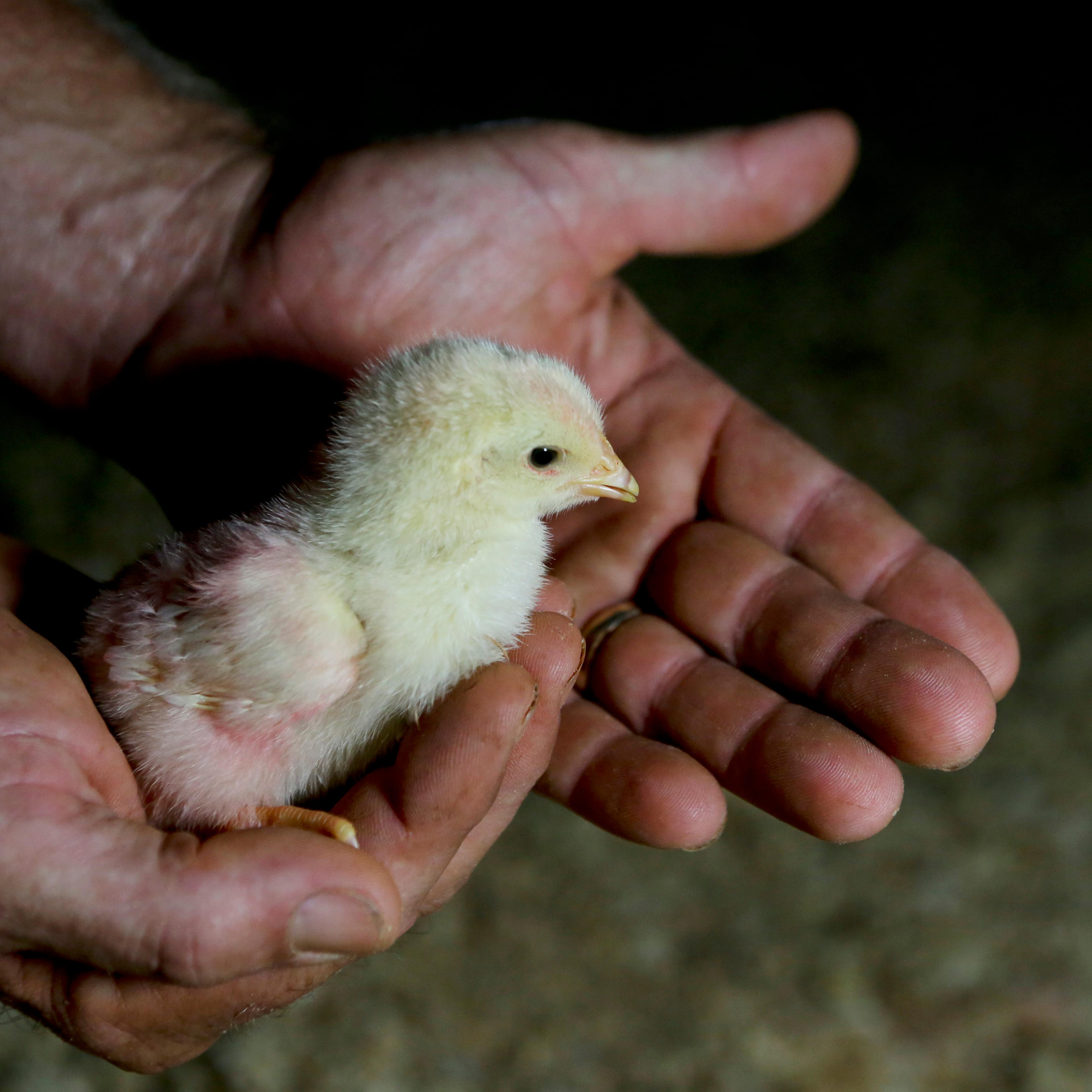 Chicken houses could offer stability for Southside farmers