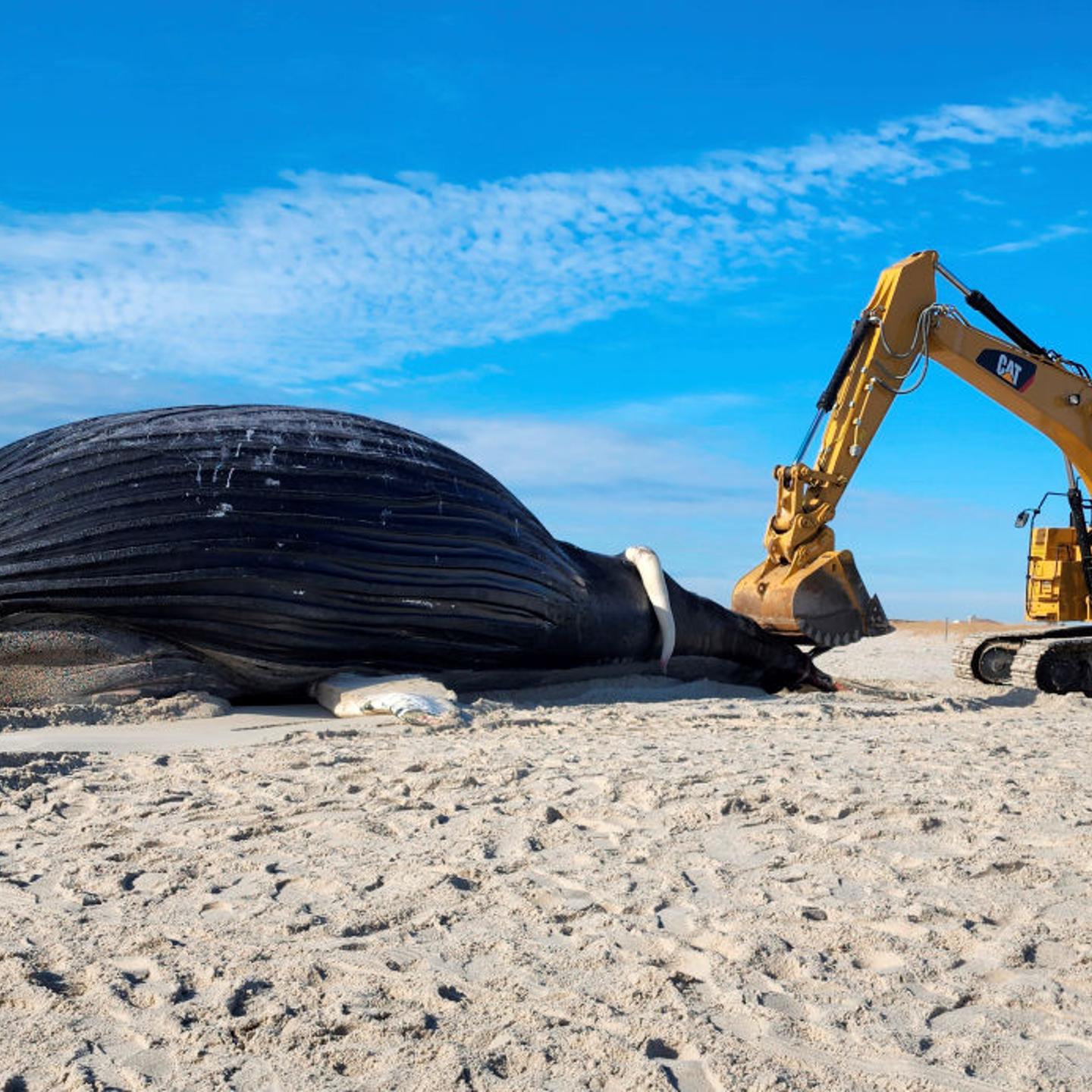 Remains of male humpback whale lies on a Long Island, New York beach