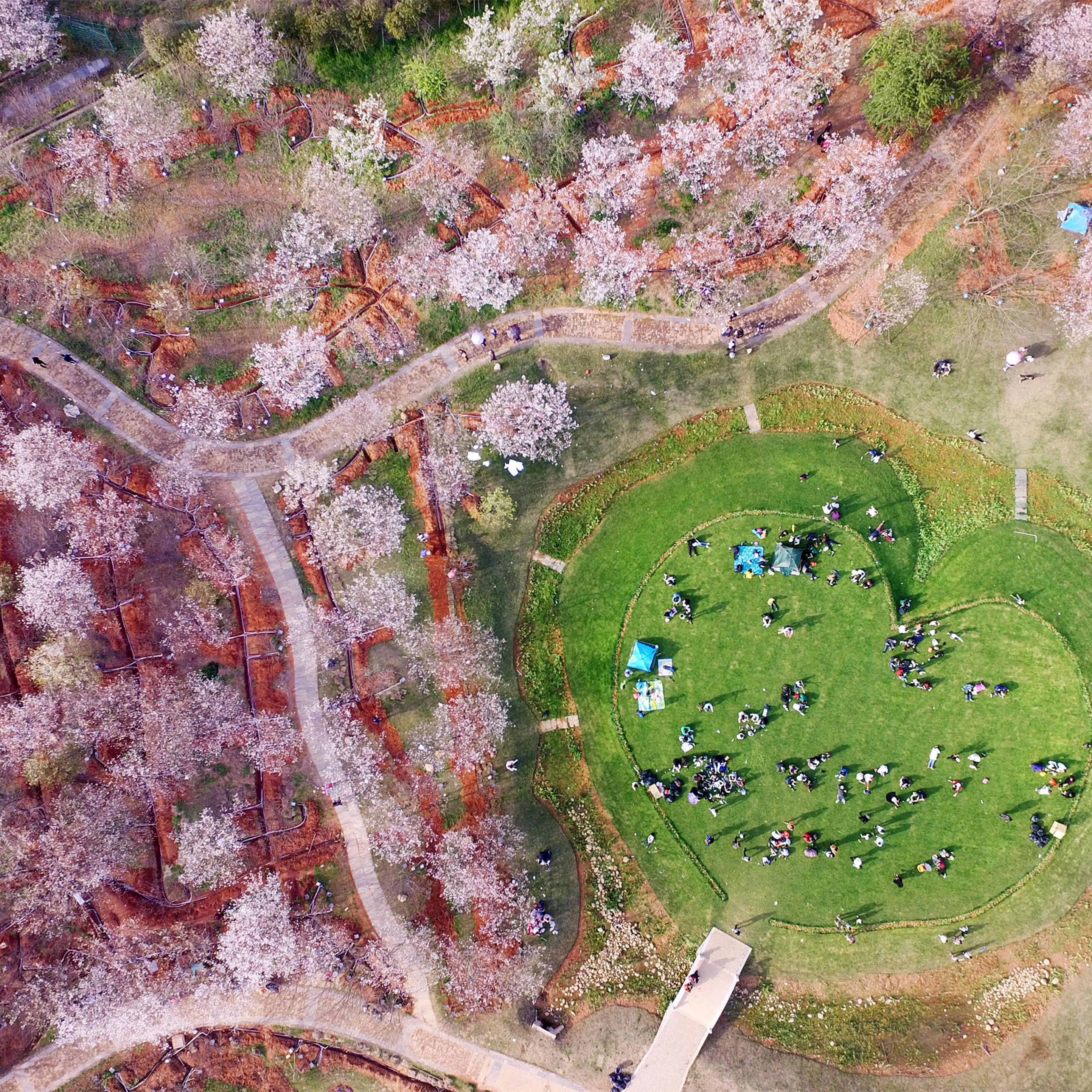 An aerial photo taken on March 26, 2017 shows a heart-shaped rest area surrounded by cherry blossoms in Fenghuanggou Scenic Spot of Nanchang County, east China's Jiangxi Province.