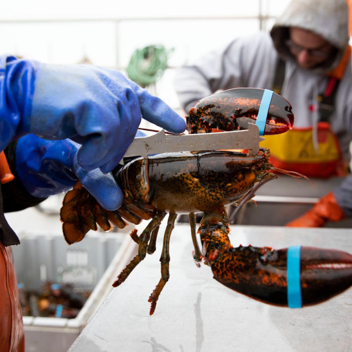 U.S.-MAINE-STONINGTON-LOBSTER INDUSTRY-CHINESE MARKET