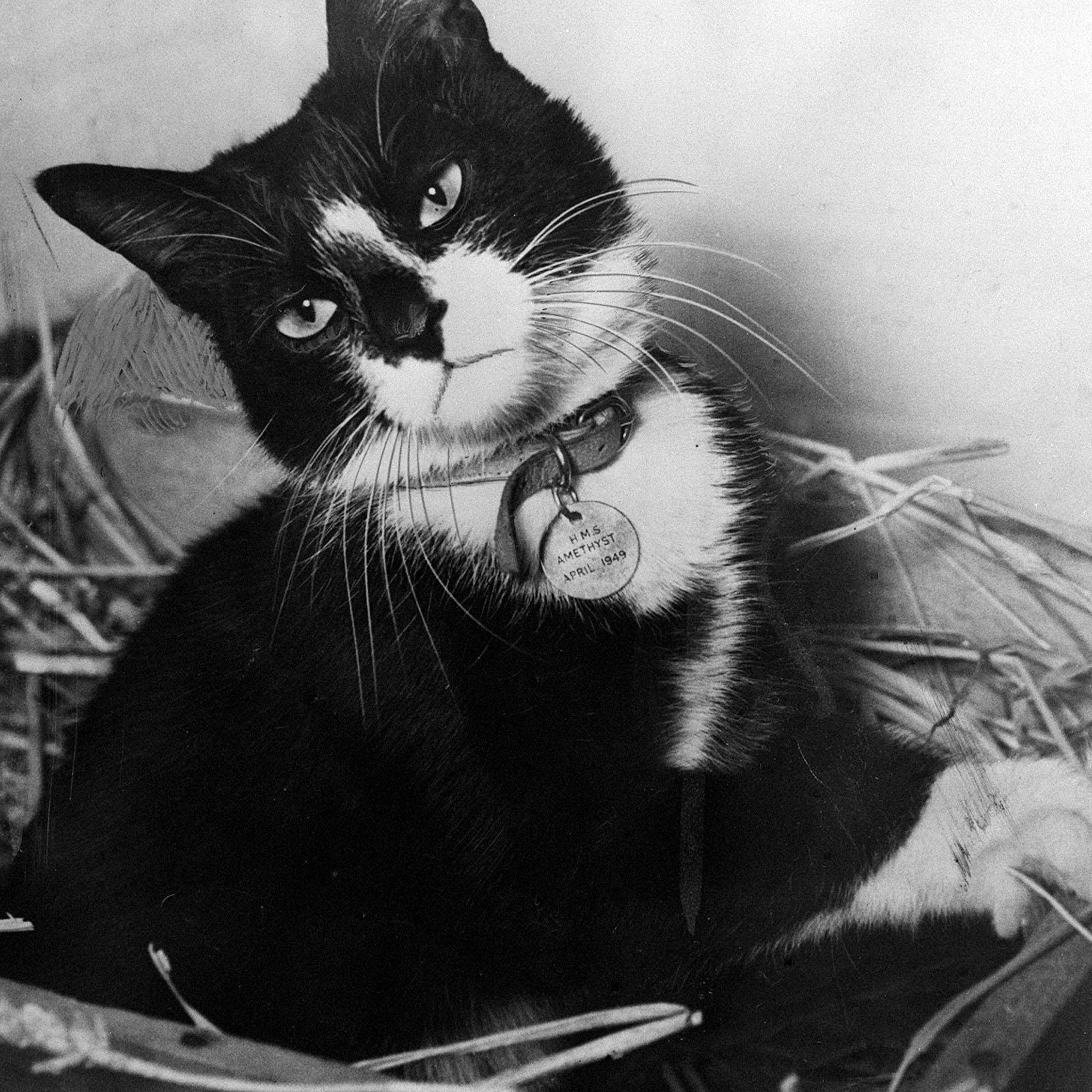 Animals - Ships Cat 'Simon' Awarded the Dickin Medal