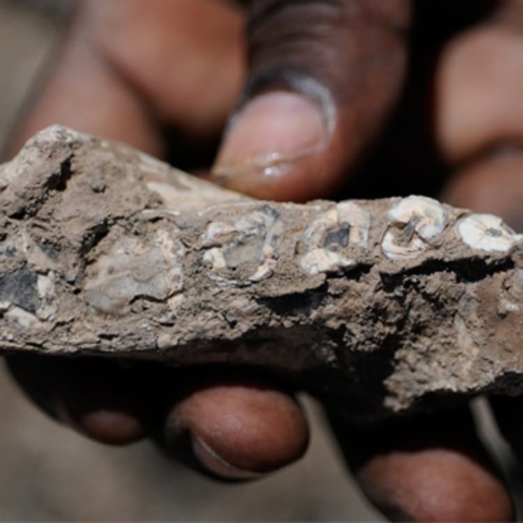 AUSTRALOPITHECUS DEYIREMEDA