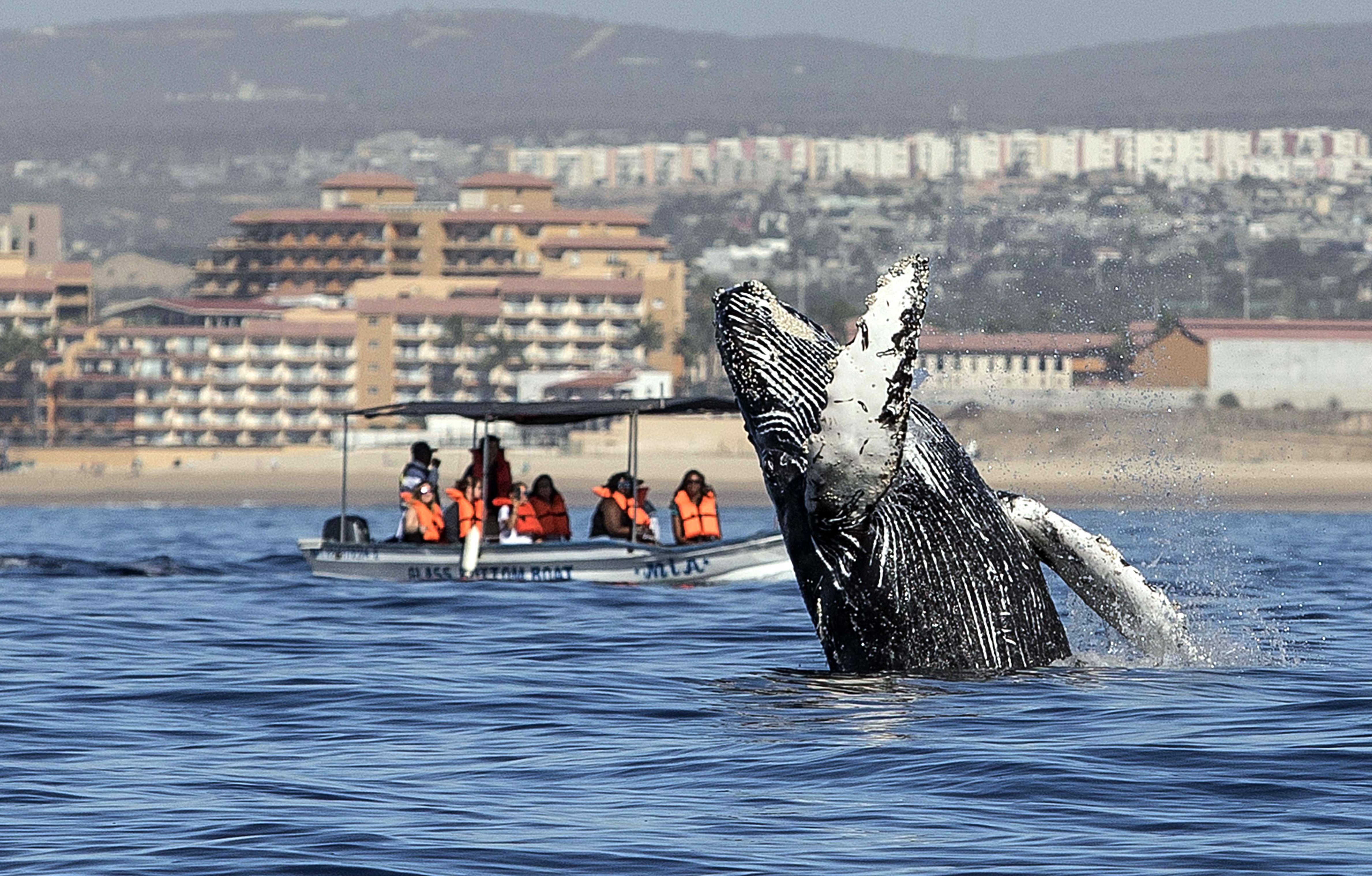 Whale comes out of water