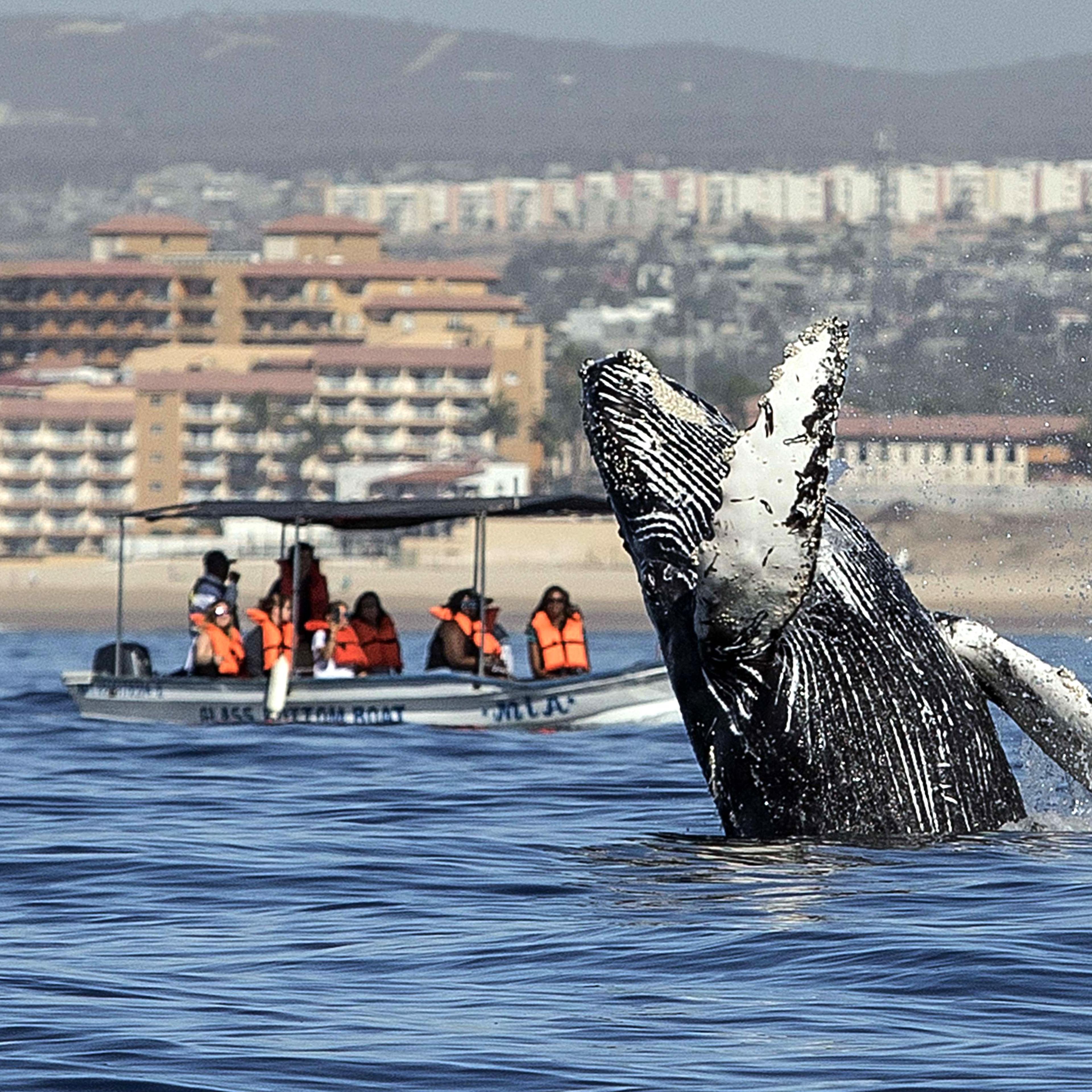 Whale comes out of water