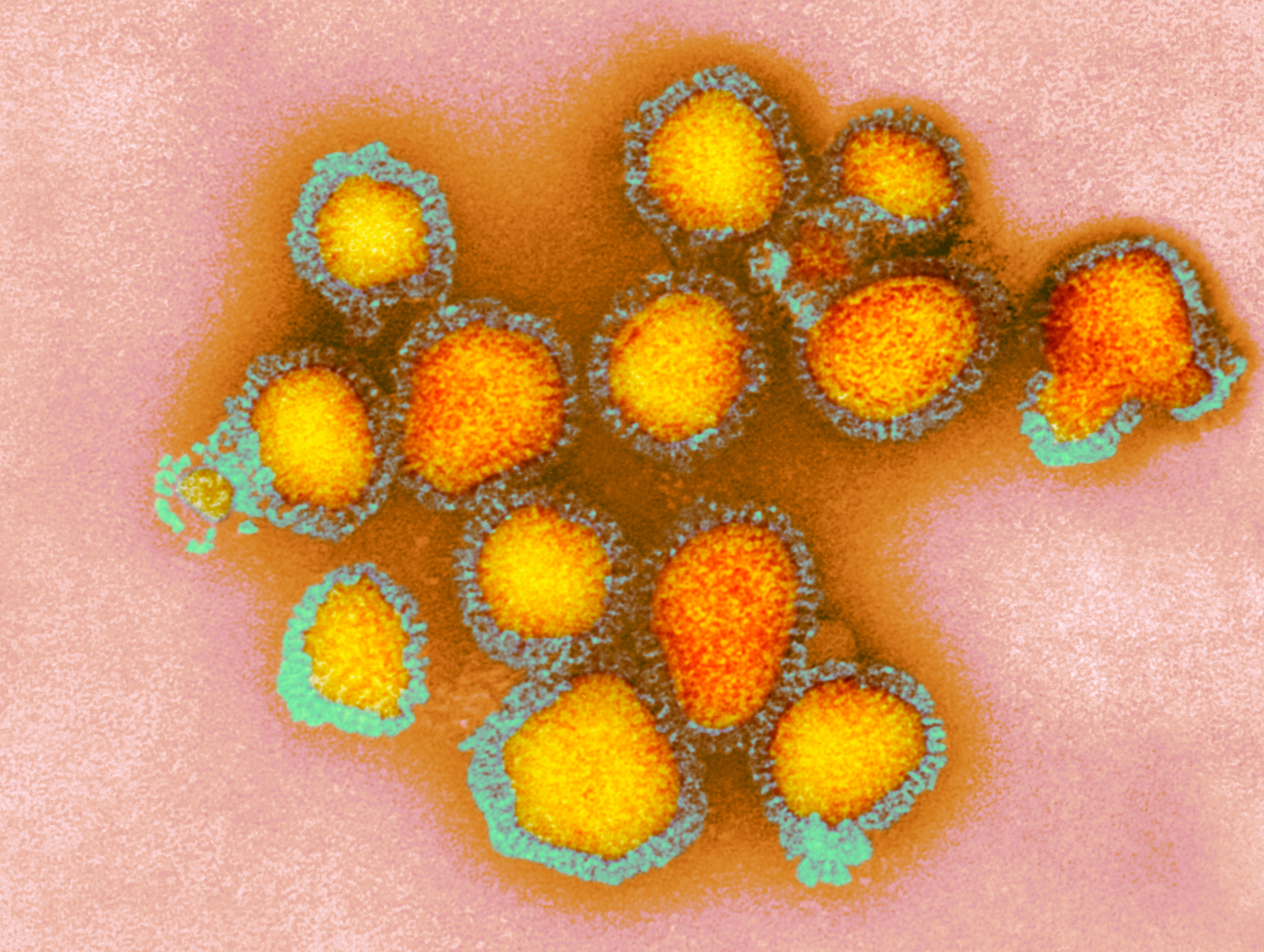 influenza virus