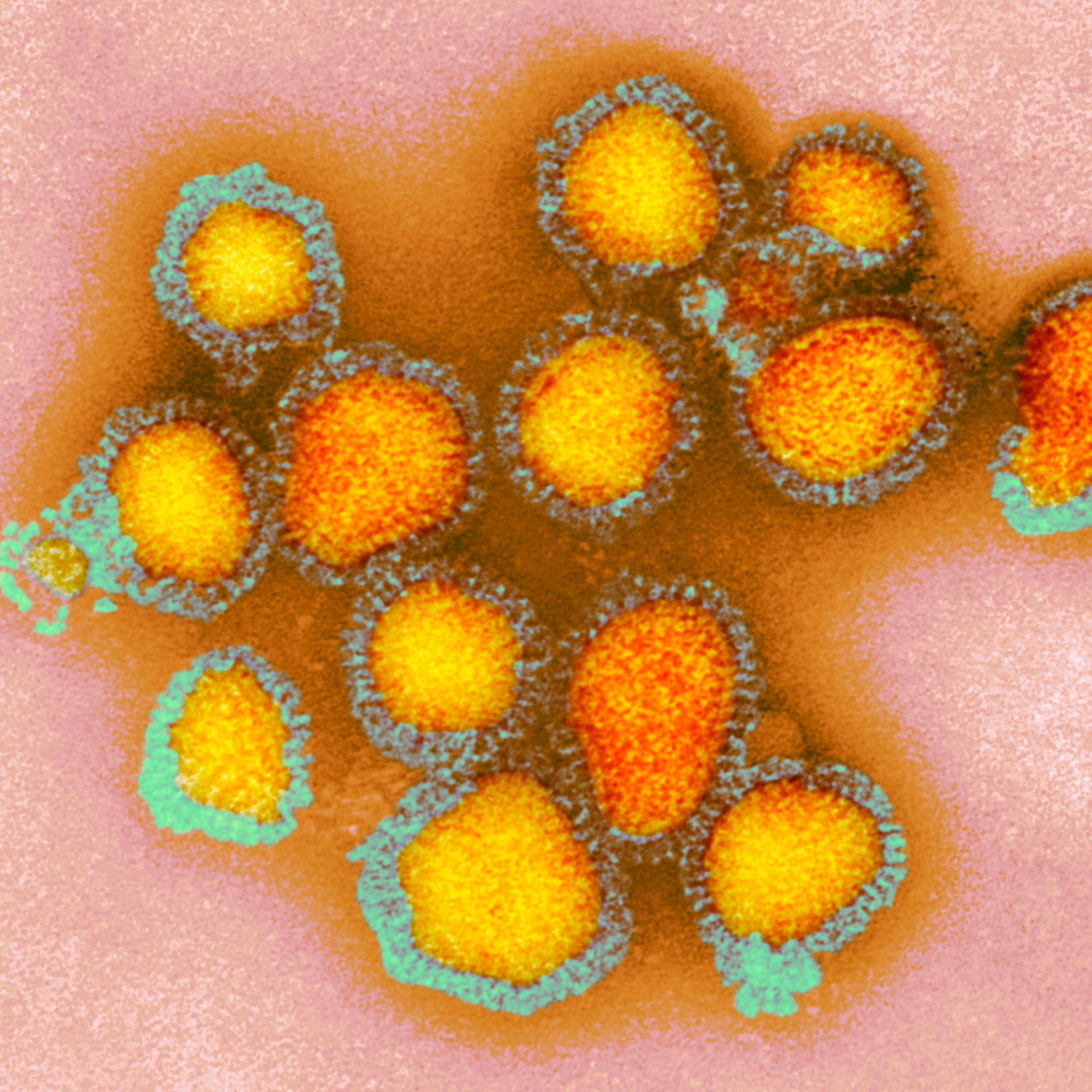 influenza virus