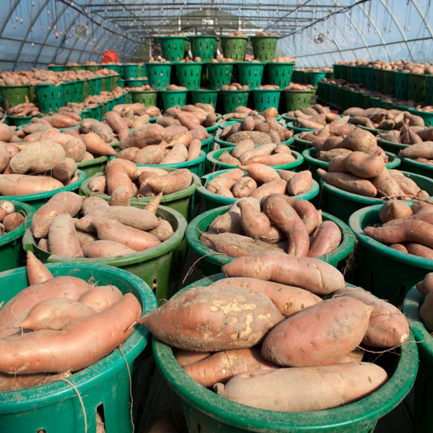 Baskets of vegetables on a farm, yams