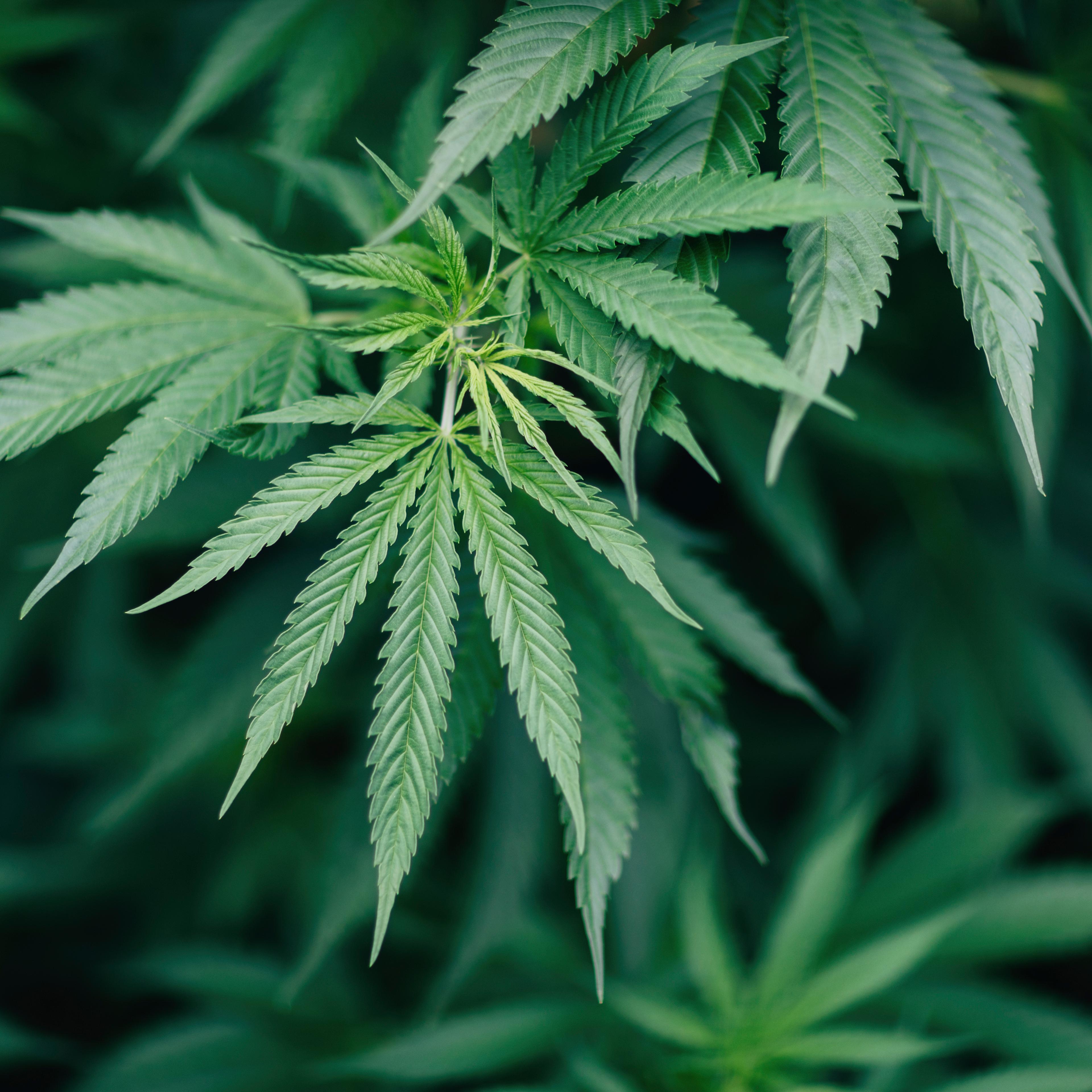 Close-up of marijuana plant growing outdoors