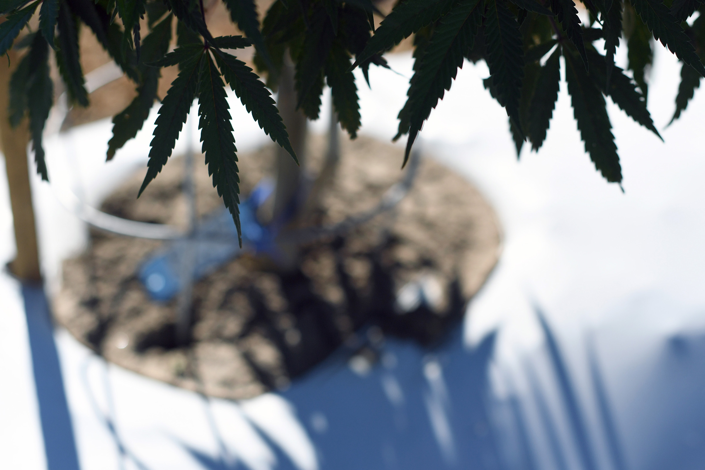 Pueblo County is one of the only places in Colorado that allows for commercial cannabis grows outside, such as the marijuana farm Los Sueños Farms LLC.