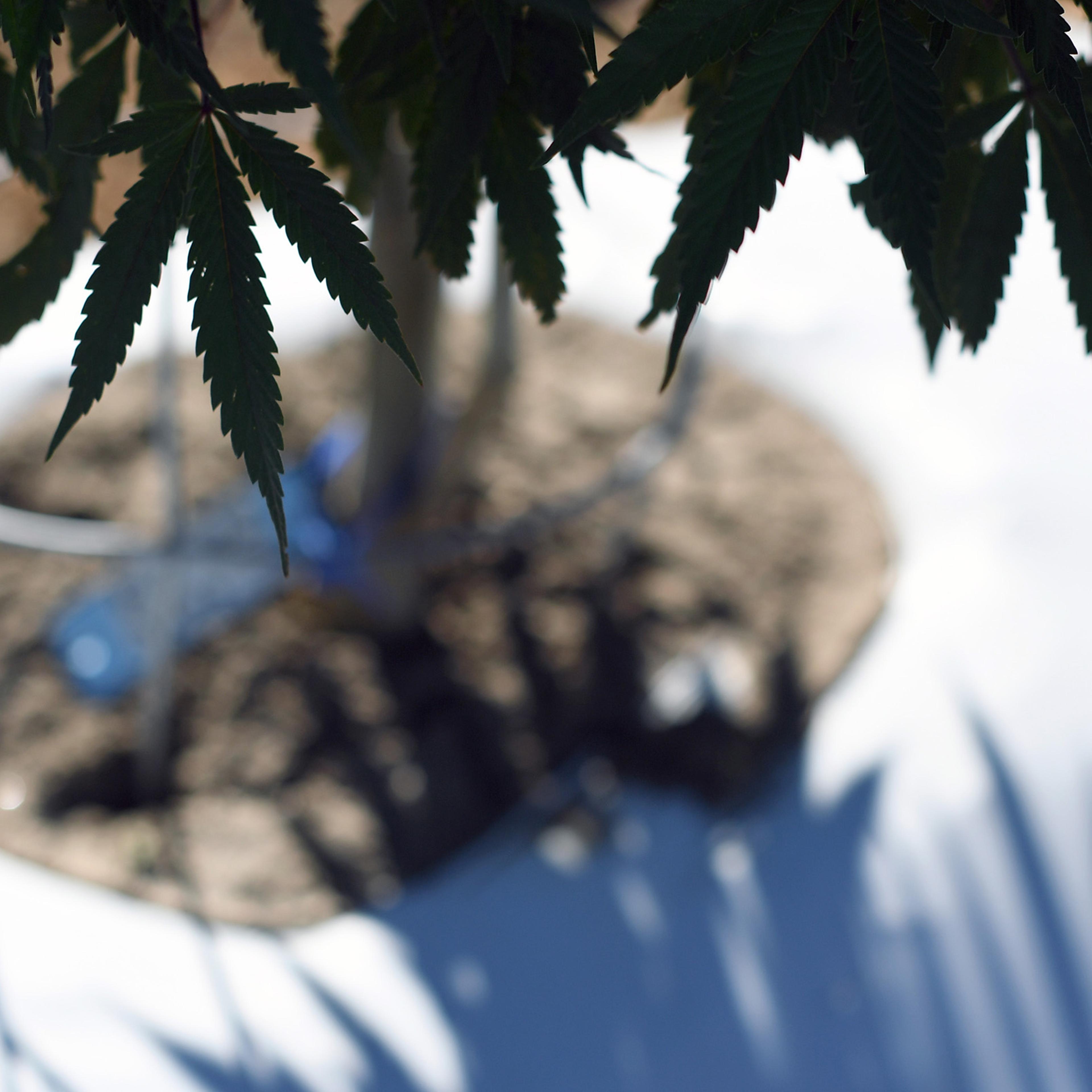 Pueblo County is one of the only places in Colorado that allows for commercial cannabis grows outside, such as the marijuana farm Los SueƱos Farms LLC.