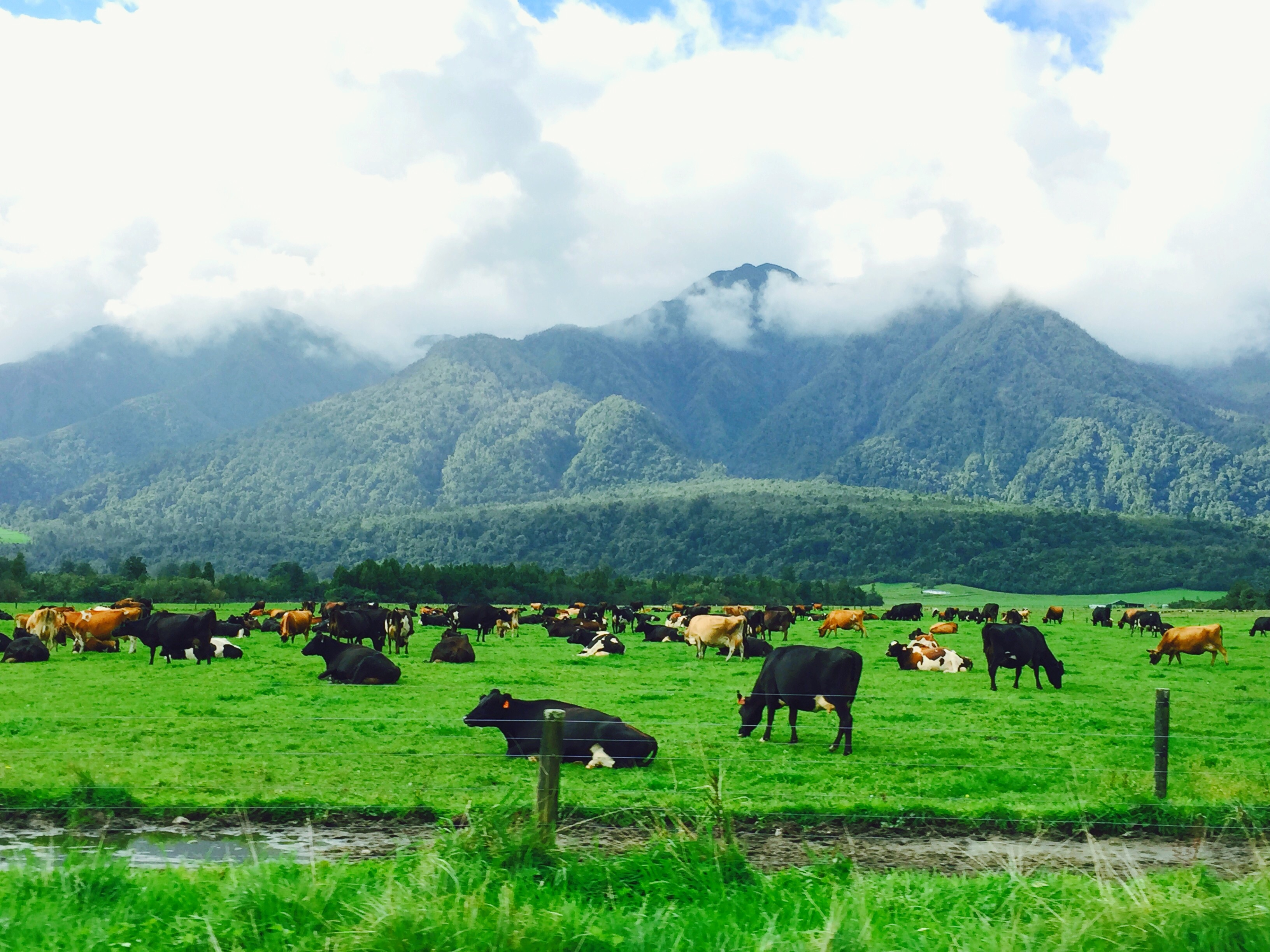 new zealand cows stranded patch of land