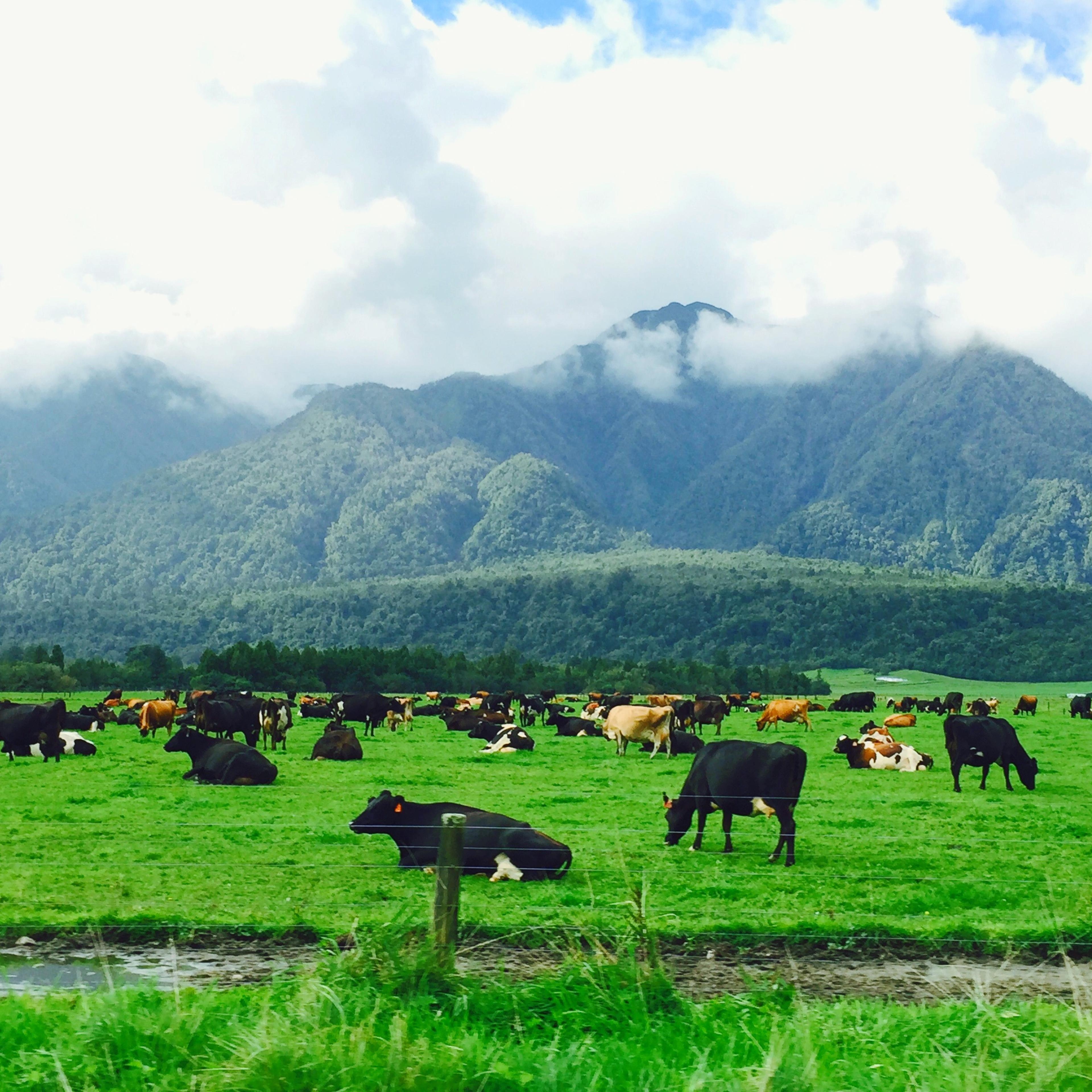 new zealand cows stranded patch of land