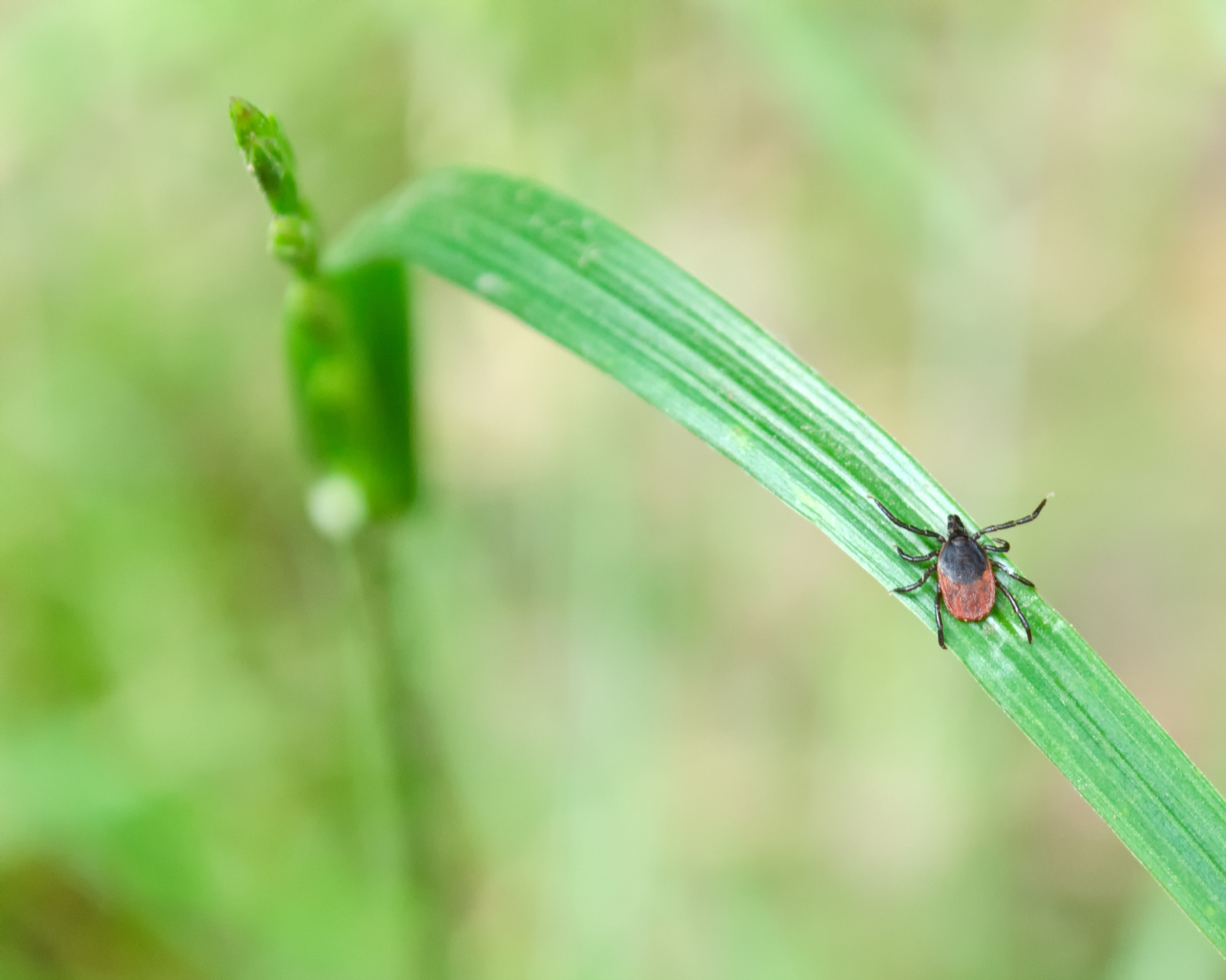 Close-up of an adult deer tick