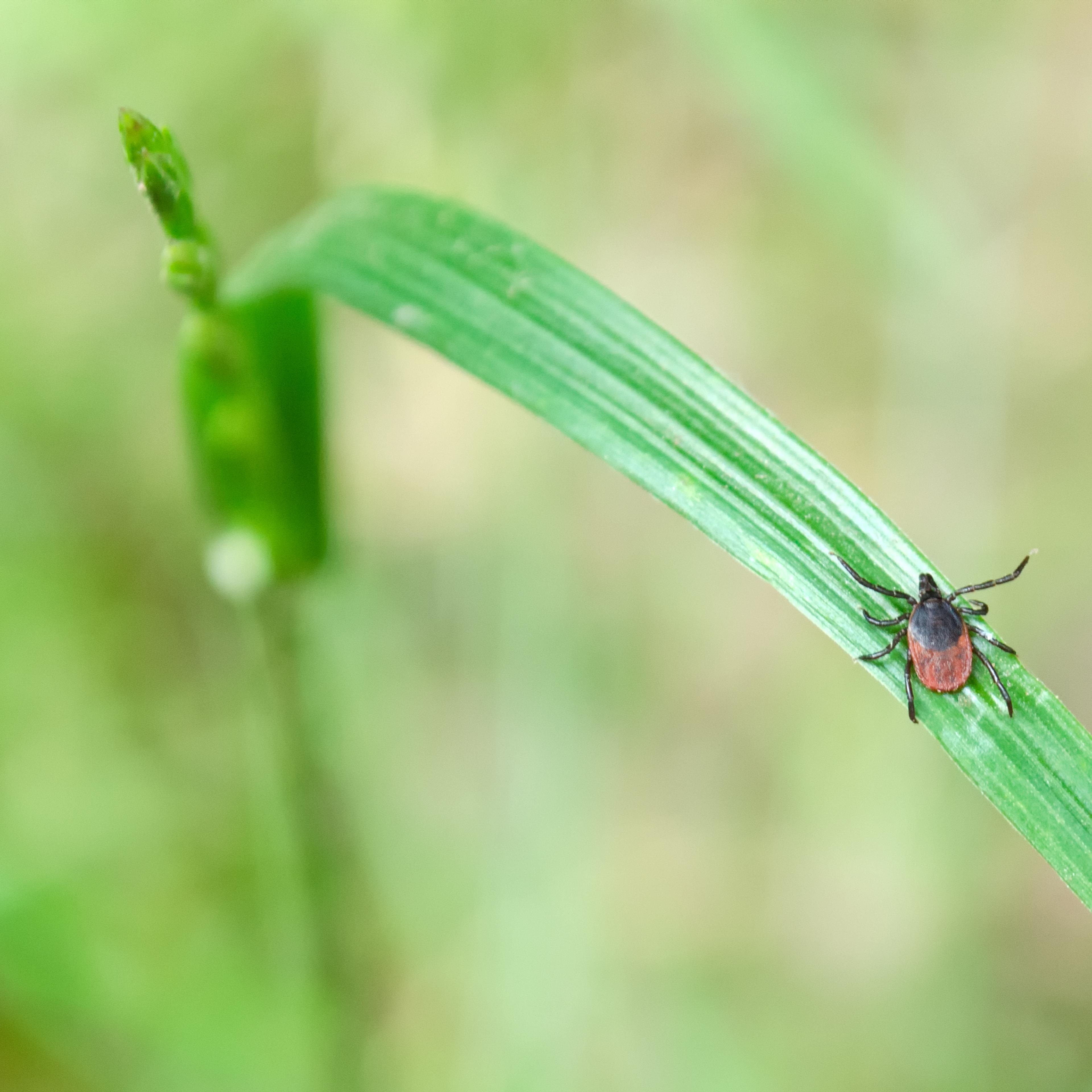 Close-up of an adult deer tick
