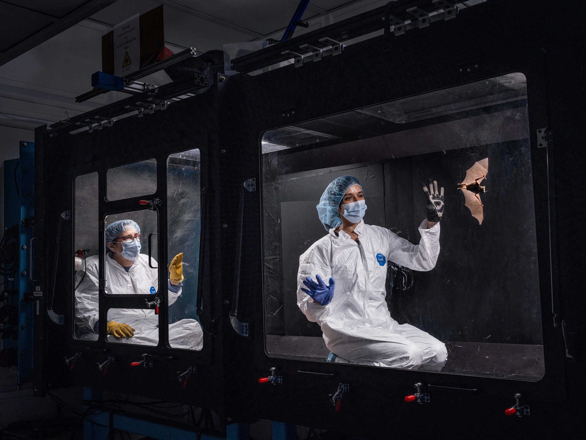 Seba’s short-tailed bat inside a wind tunnel