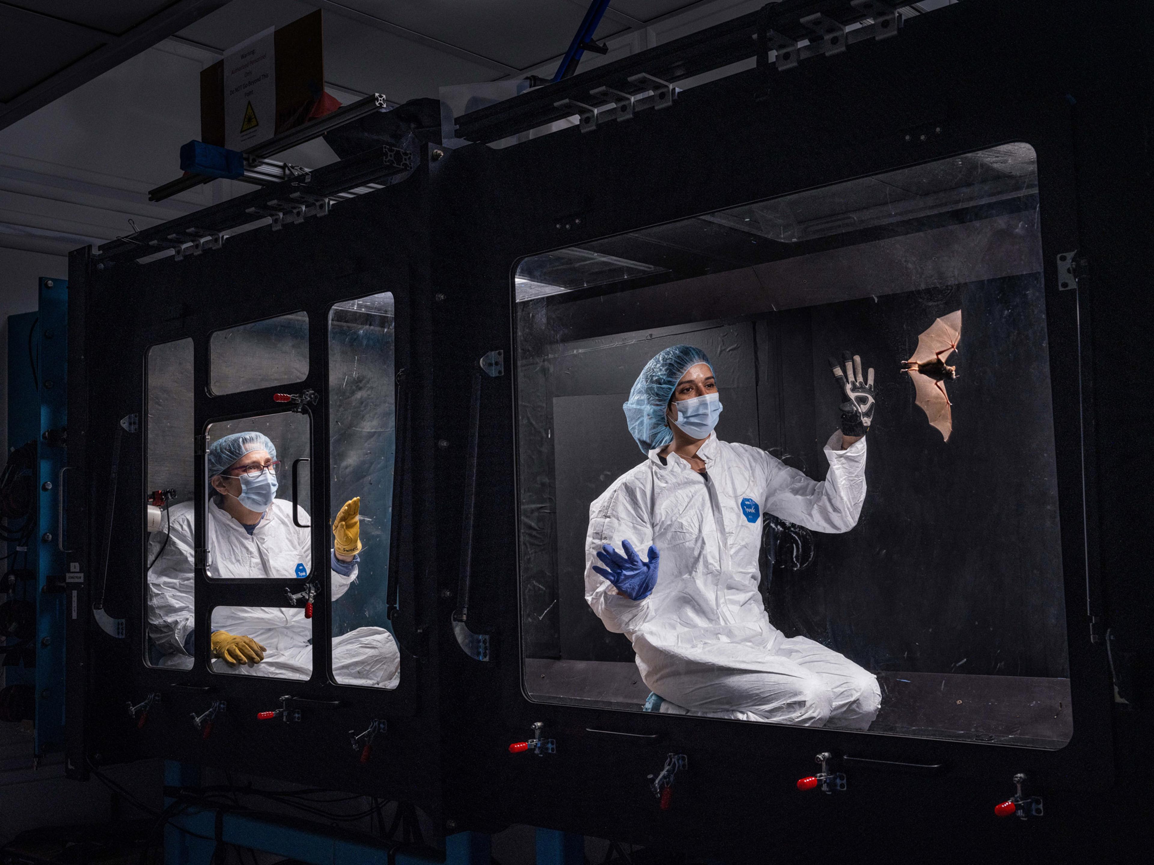 Seba’s short-tailed bat inside a wind tunnel