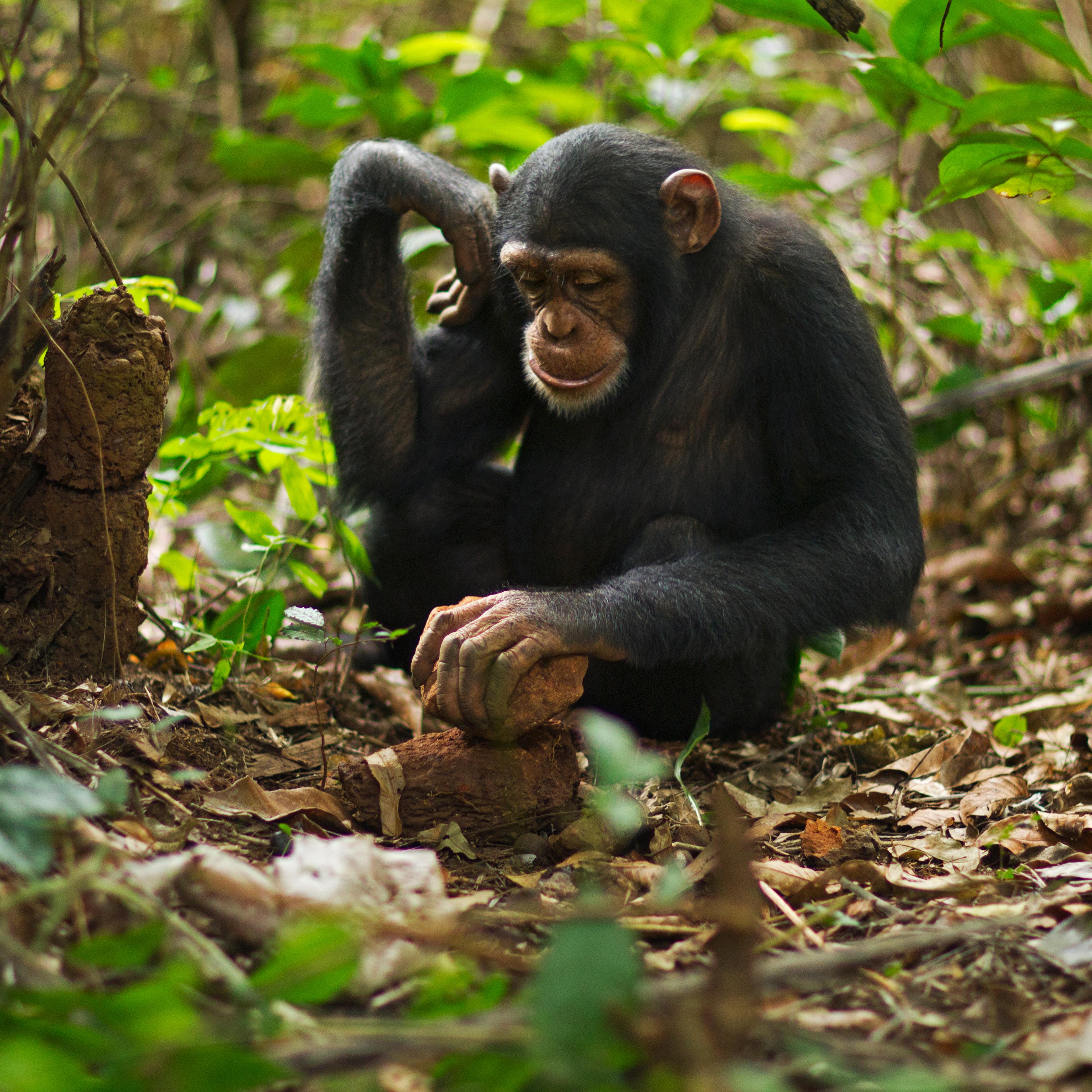 Western chimpanzee juvenile female using tools