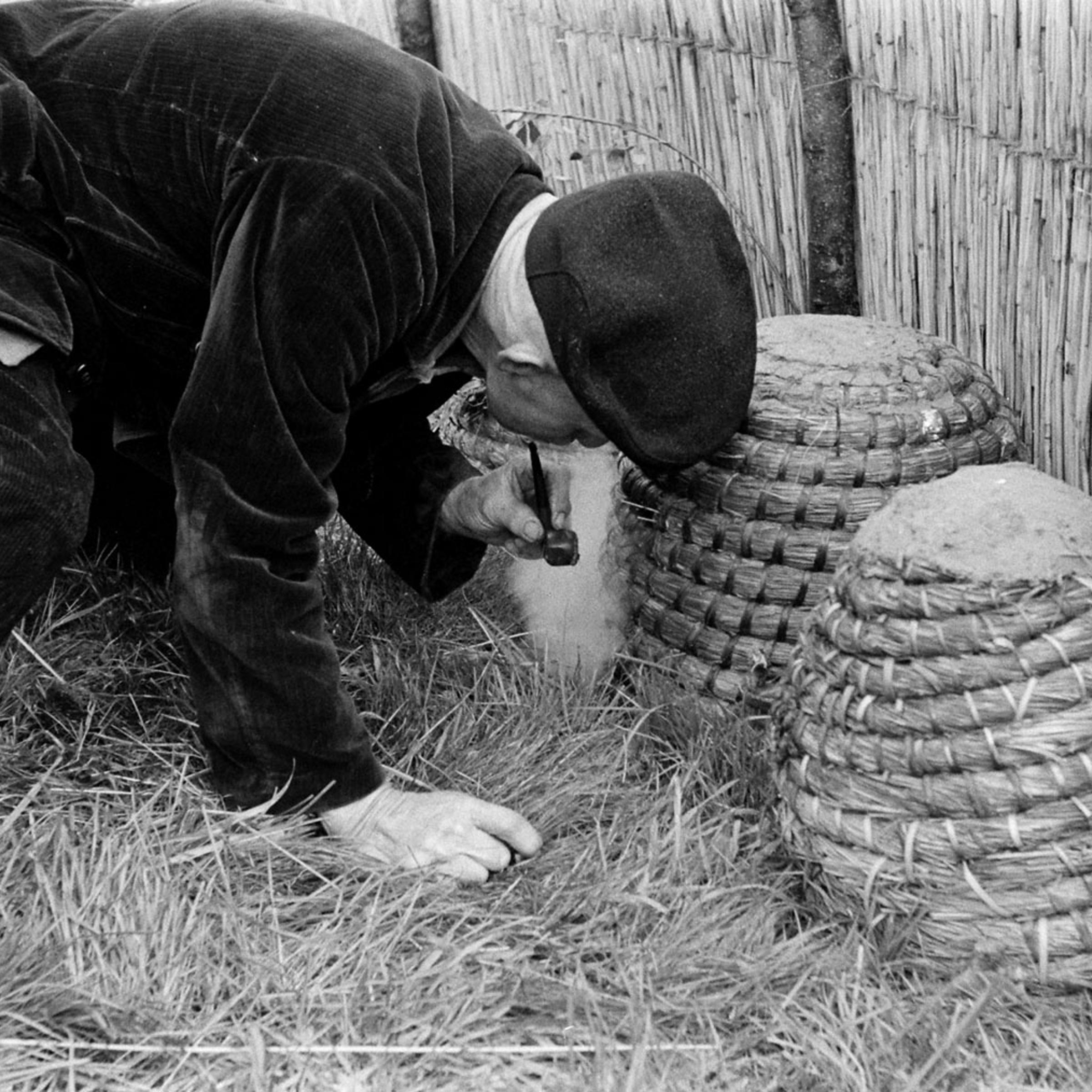 Prospective buyer at bee market, Veenendaal, Netherlands, 1956.