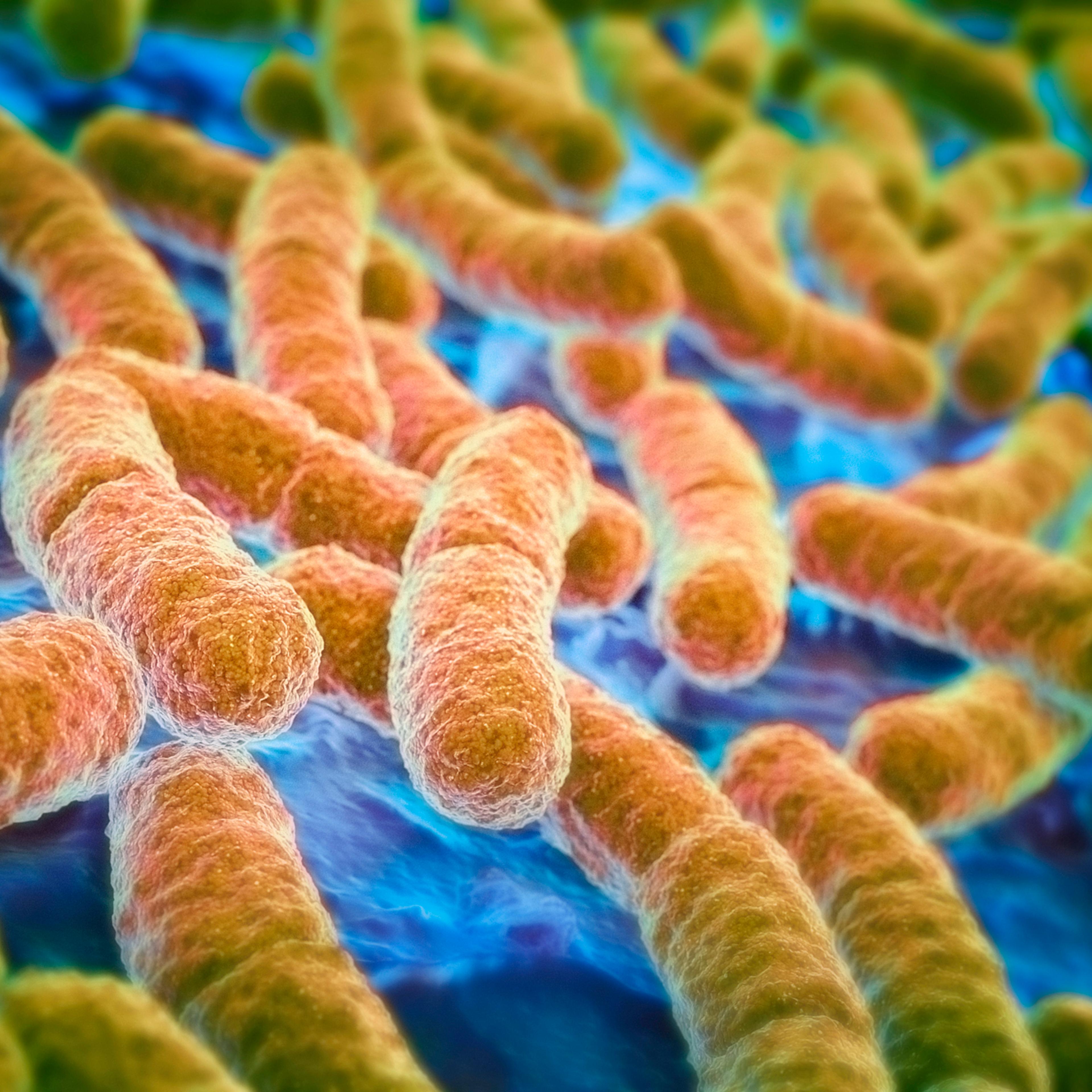 E.coli bacteria