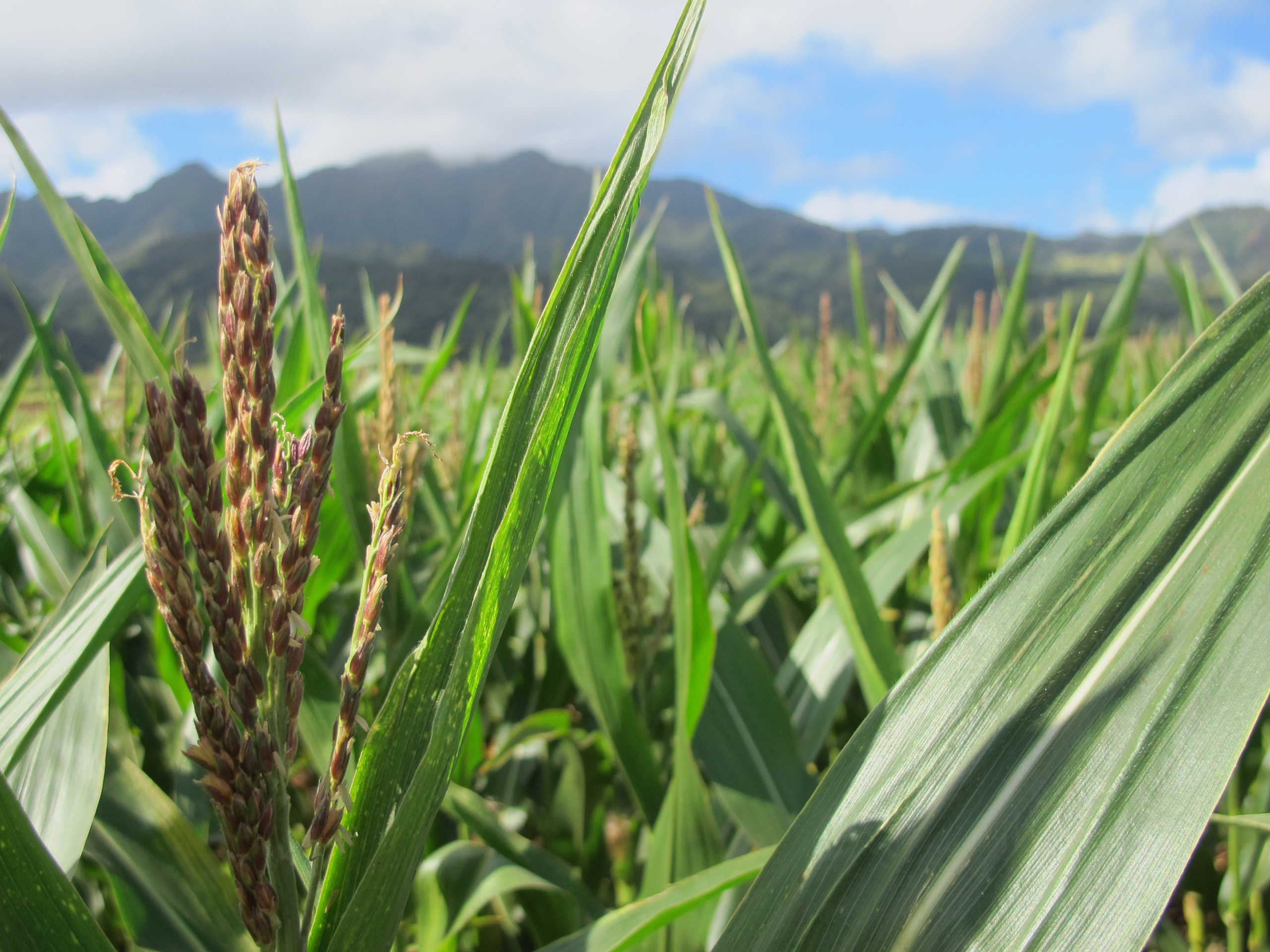 In this April 16, 2014 photo, a tassel of corn grows in a field on Pioneer Hi-Bred International land in Waialua, Hawaii. The nation’s leading corn seed companies have farms in Hawaii, but their fields have become a flash point in a spreading debate over
