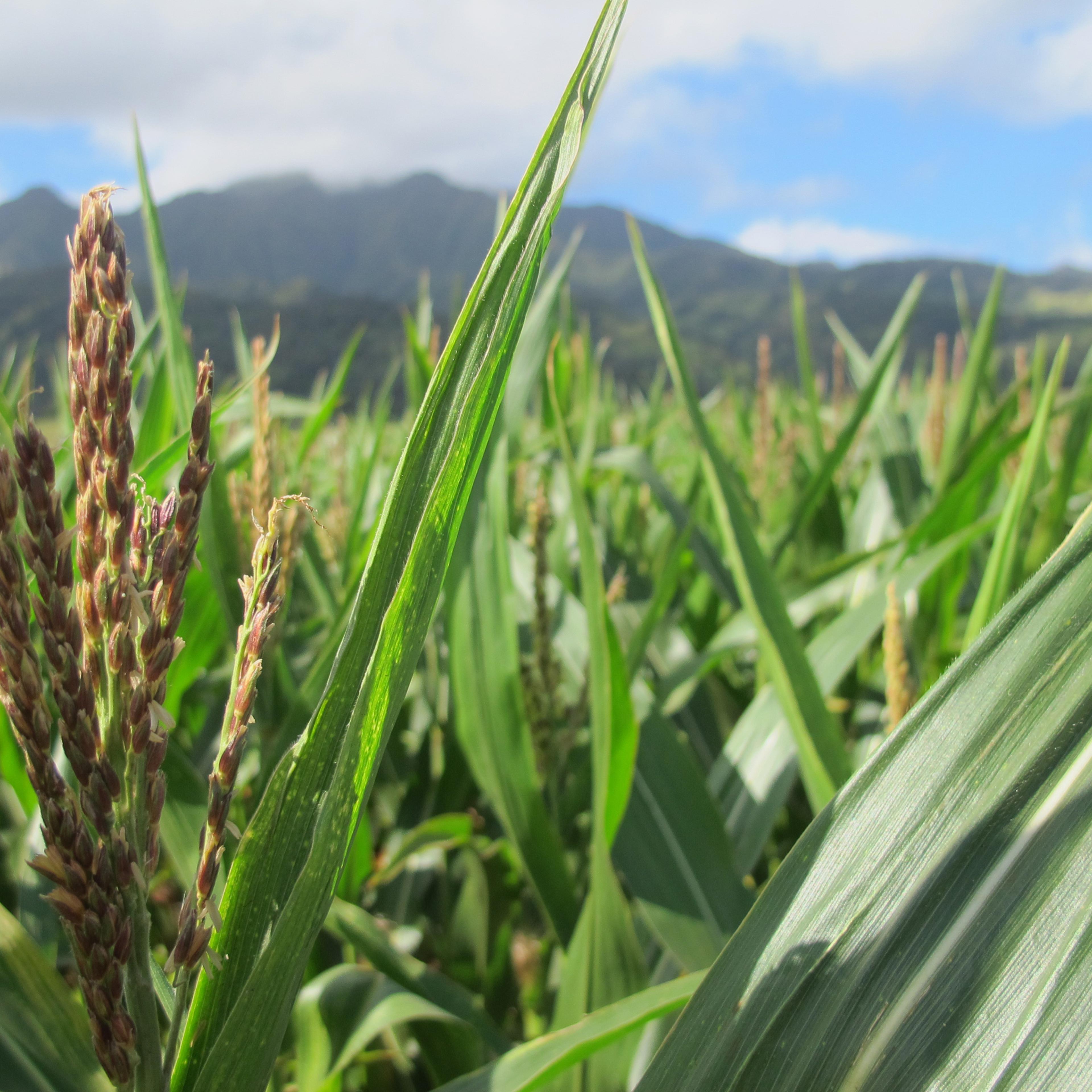 In this April 16, 2014 photo, a tassel of corn grows in a field on Pioneer Hi-Bred International land in Waialua, Hawaii. The nation’s leading corn seed companies have farms in Hawaii, but their fields have become a flash point in a spreading debate over