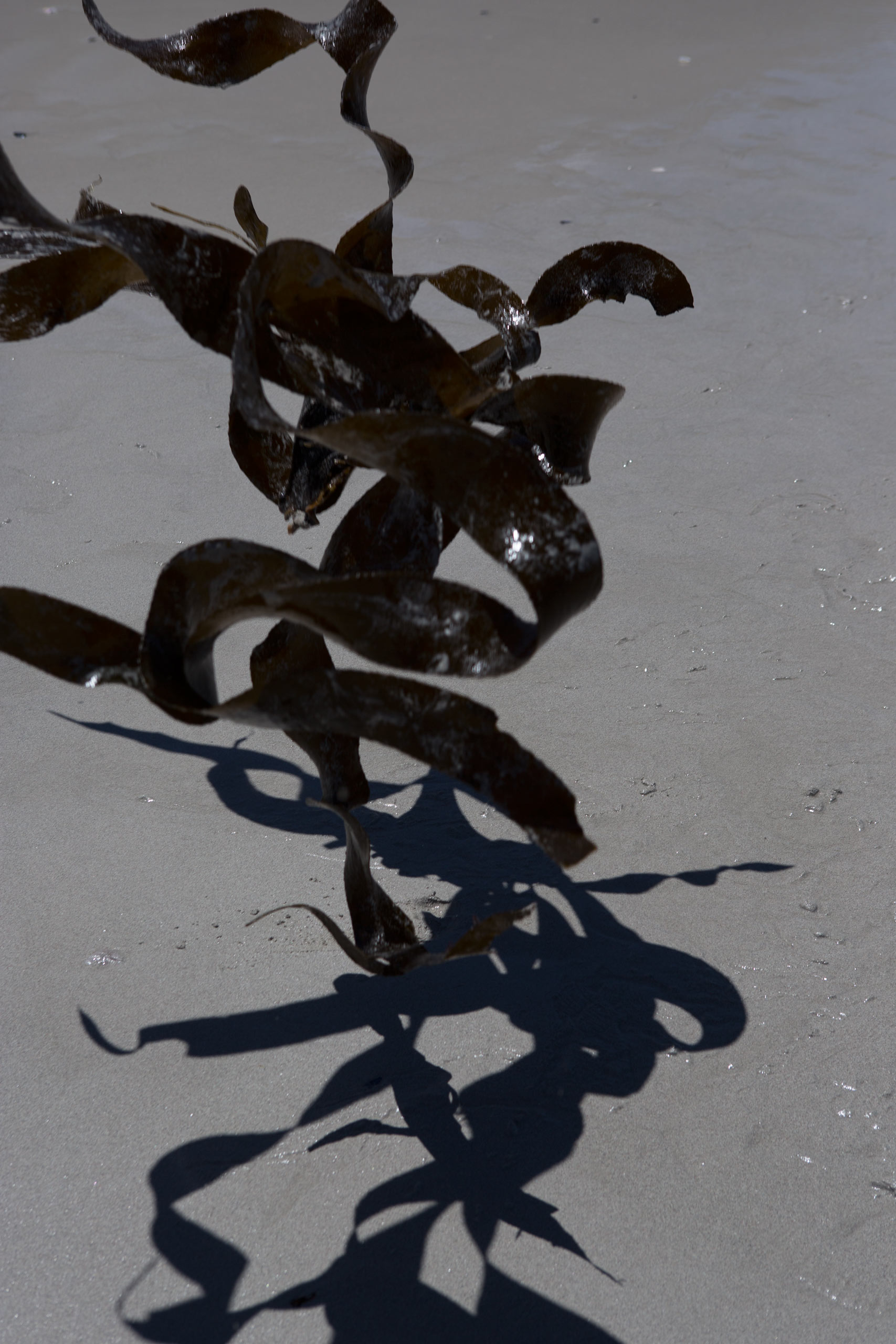 Kelp, from the series "Larvae" 2014.